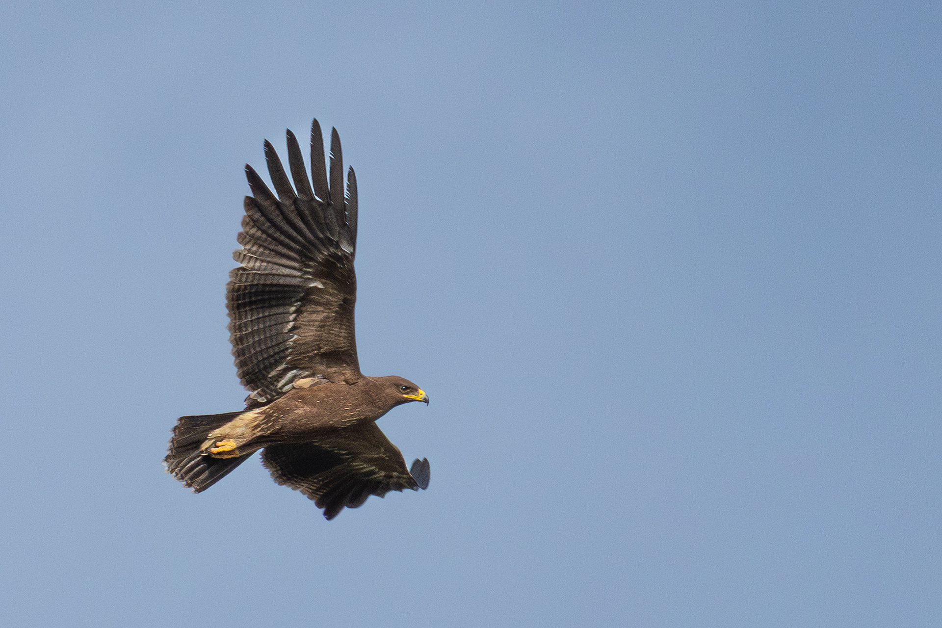Lesser Spotted Eagle — Canon R7 + EF 100–400mm @400mm · f/5.6 · 1/1600 · ISO 500