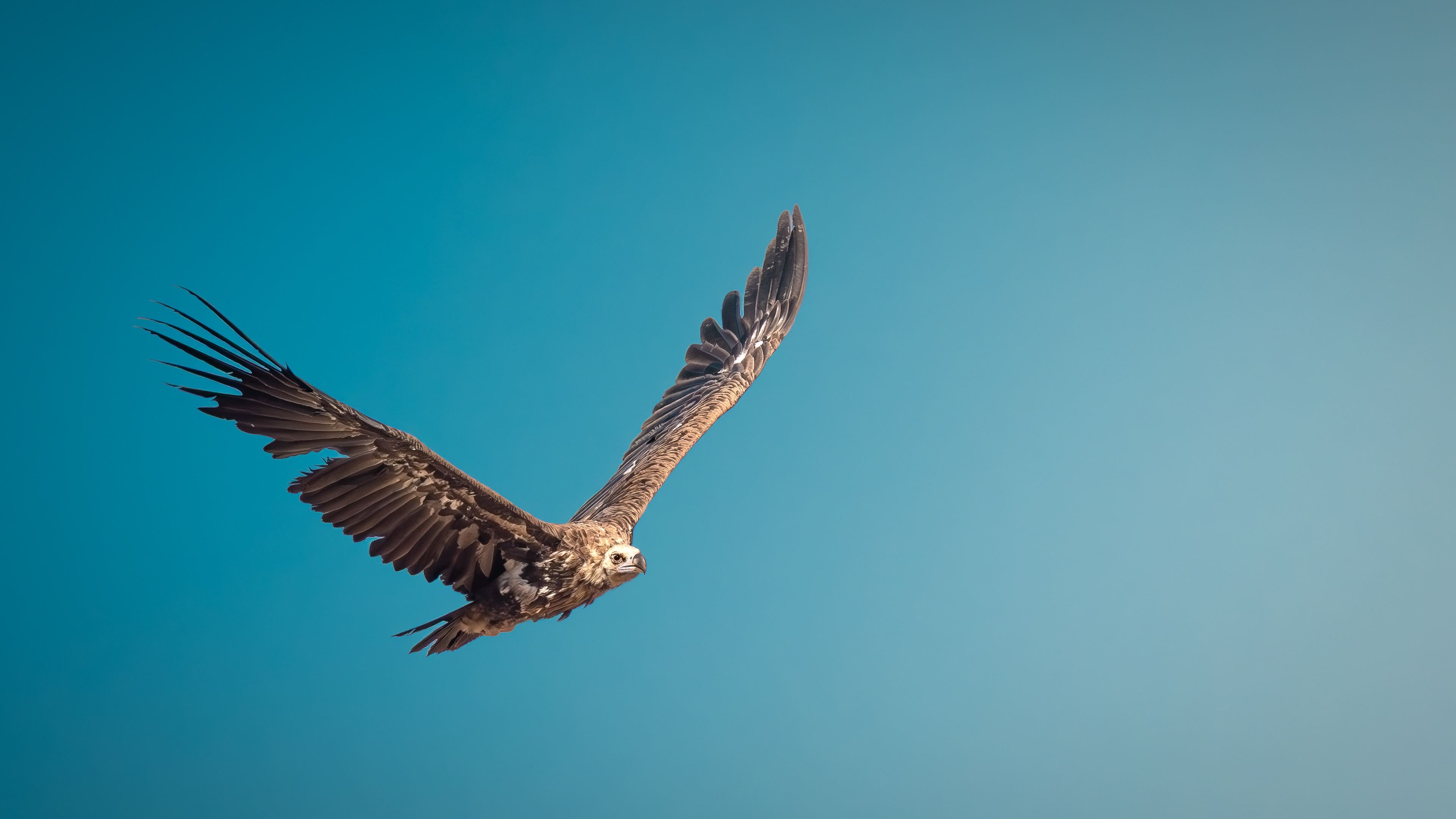 Cinereous Vulture — Canon R7 + EF 100–400mm @400mm · f/8 · 1/2500 · ISO 800