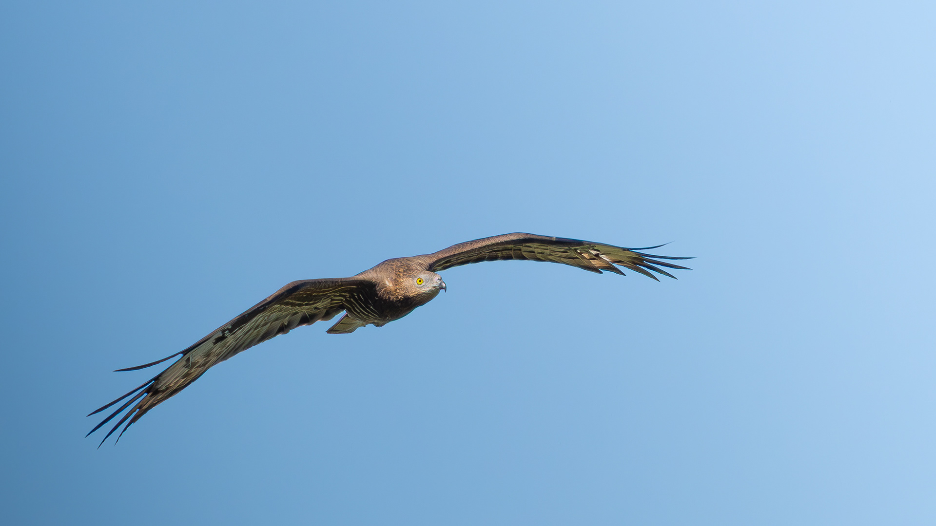 European Honey Buzzard — Canon R7 + EF 100–400mm @400mm · f/7.1 · 1/1600 · ISO 400