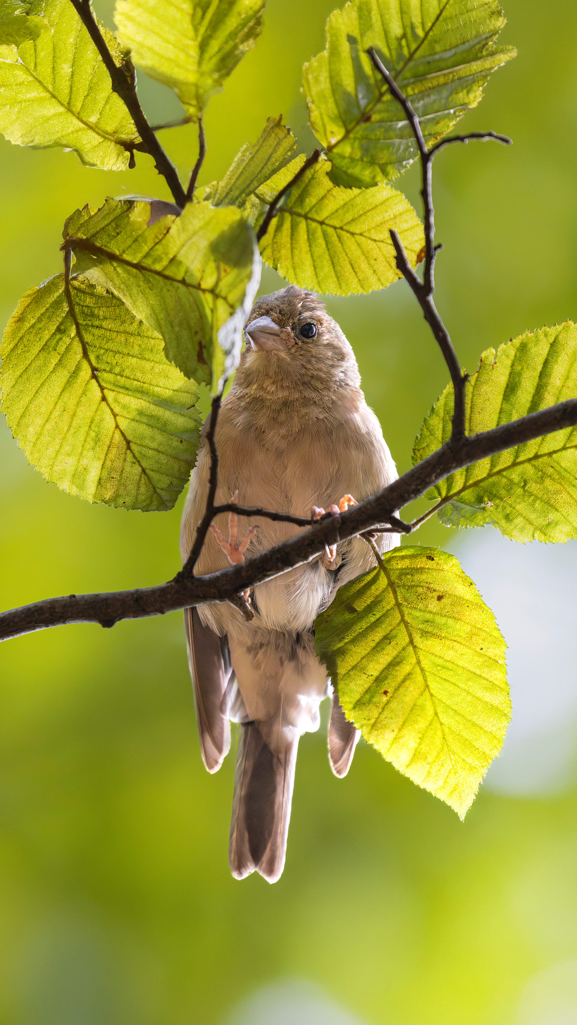 Common Chaffinch — Canon R7 + EF 100–400mm @400mm · f/5.6 · 1/800 · ISO 3200