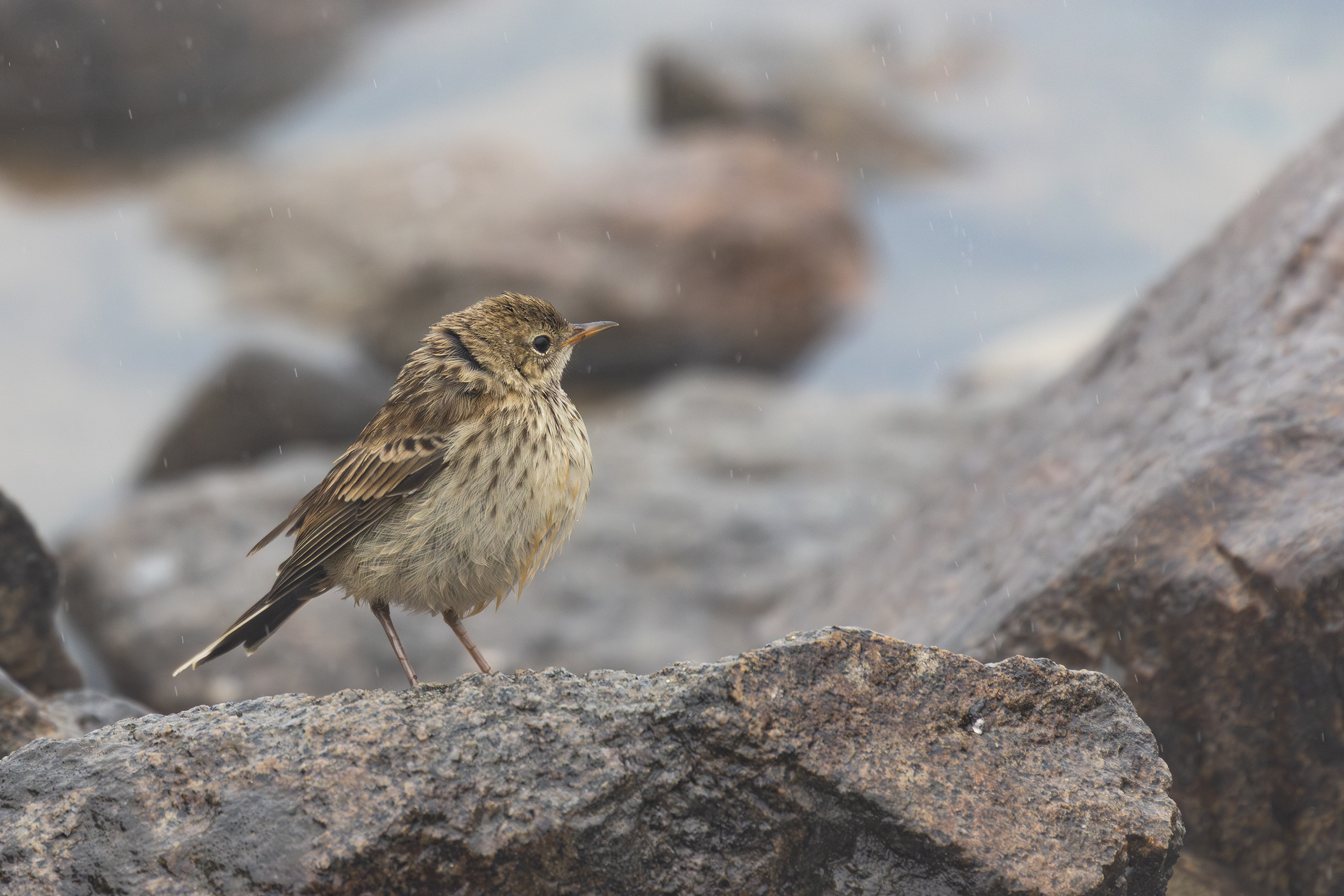 Water Pipit — Canon R7 + EF 100–400mm @400mm · f/5.6 · 1/800 · ISO 800