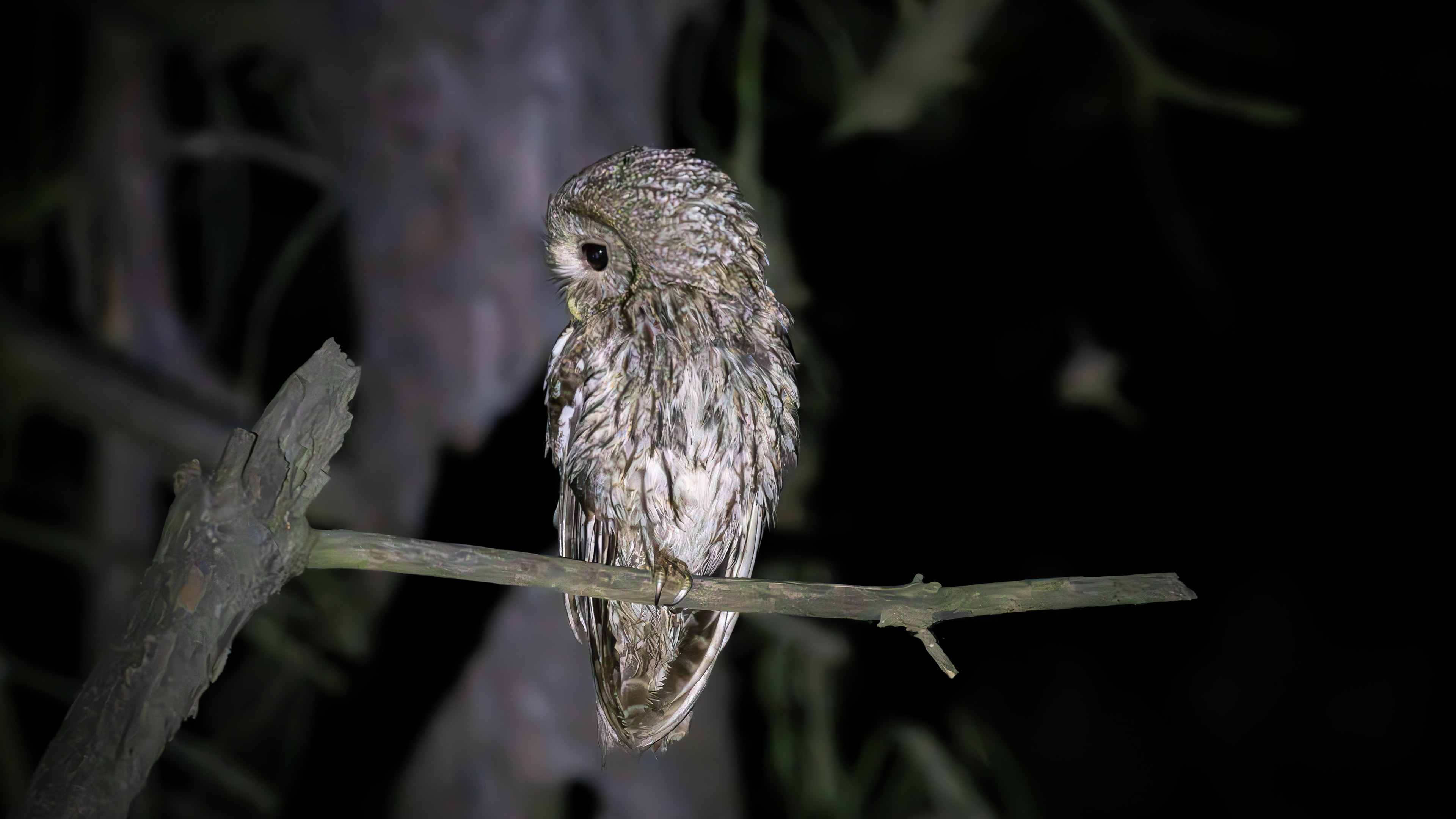 Tawny Owl — Canon R7 + EF 100–400mm @400mm · f/5.6 · 1/100 · ISO 32000