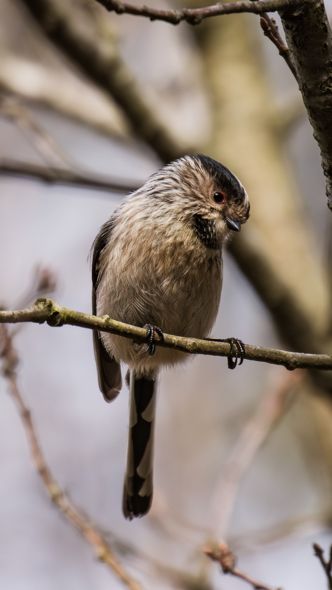 Long-tailed Tit — Canon R7 + EF 100–400mm @400mm · f/5.6 · 1/2500 · ISO 1000