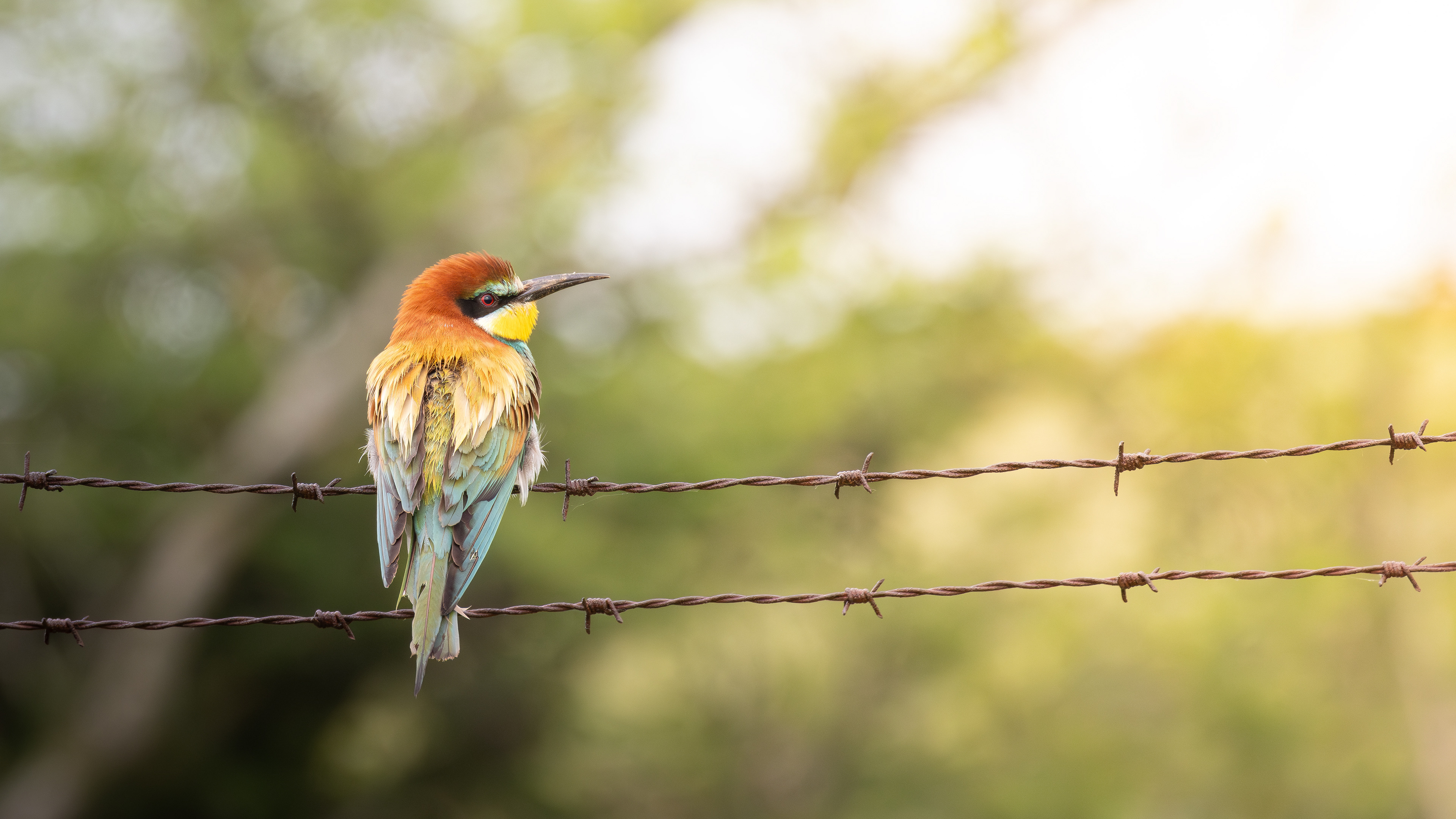 European Bee-eater — Canon R7 + EF 100–400mm @400mm · f/8 · 1/1640 · ISO 2000
