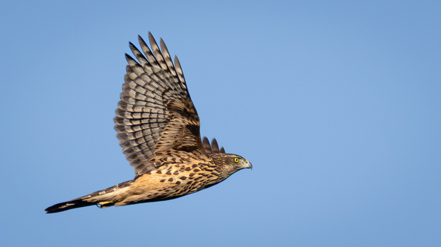 Northern Goshawk — Canon R7 + EF 100–400mm @400mm · f/7.1 · 1/1600 · ISO 400