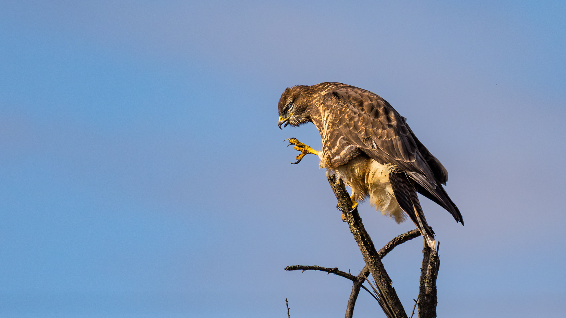 Common Buzzard — Canon R7 + EF 100–400mm @400mm · f/7.1 · 1/2500 · ISO 500