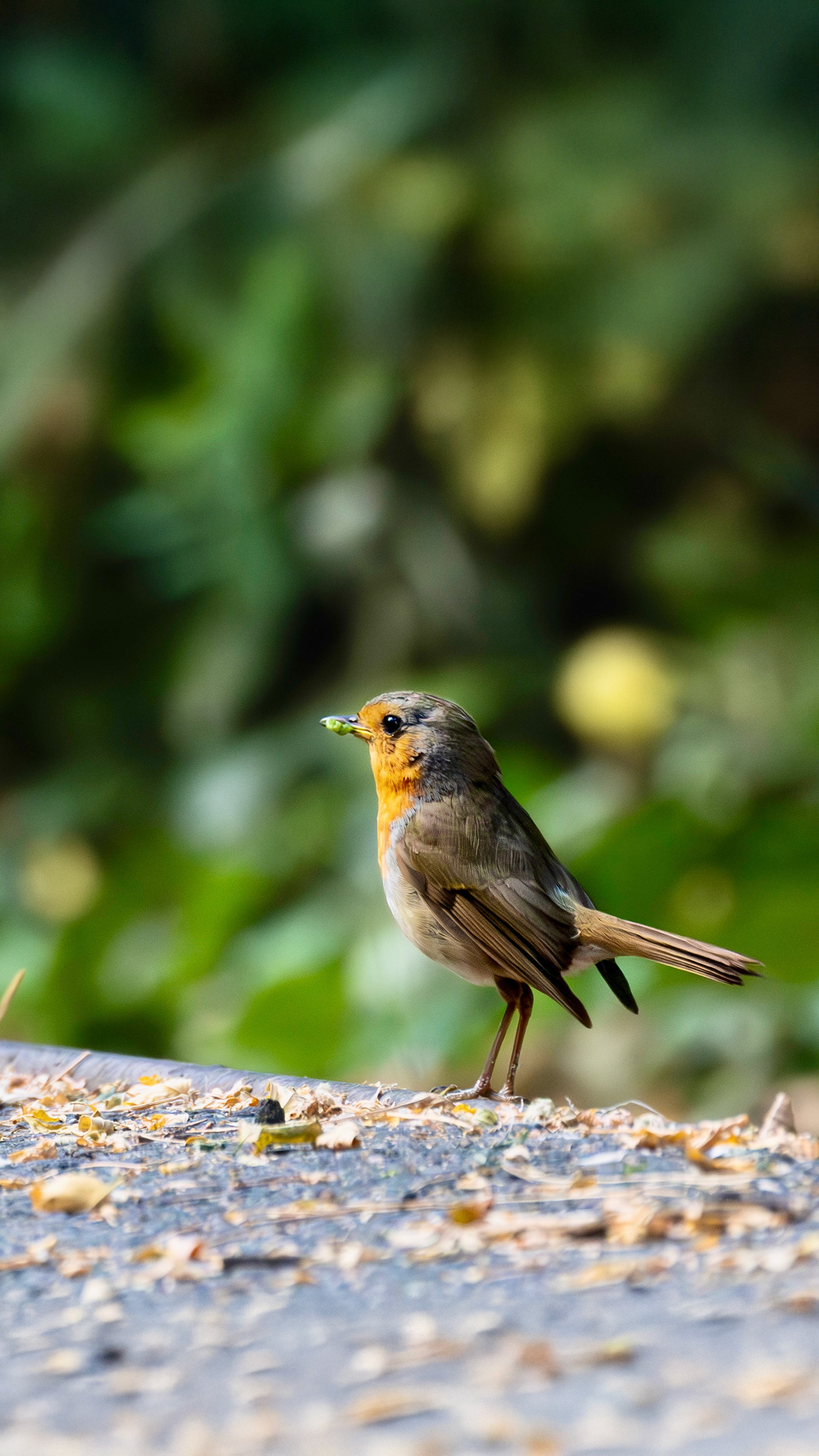 European Robin — Canon R7 + EF 100–400mm @400mm · f/5.6 · 1/400 · ISO 400