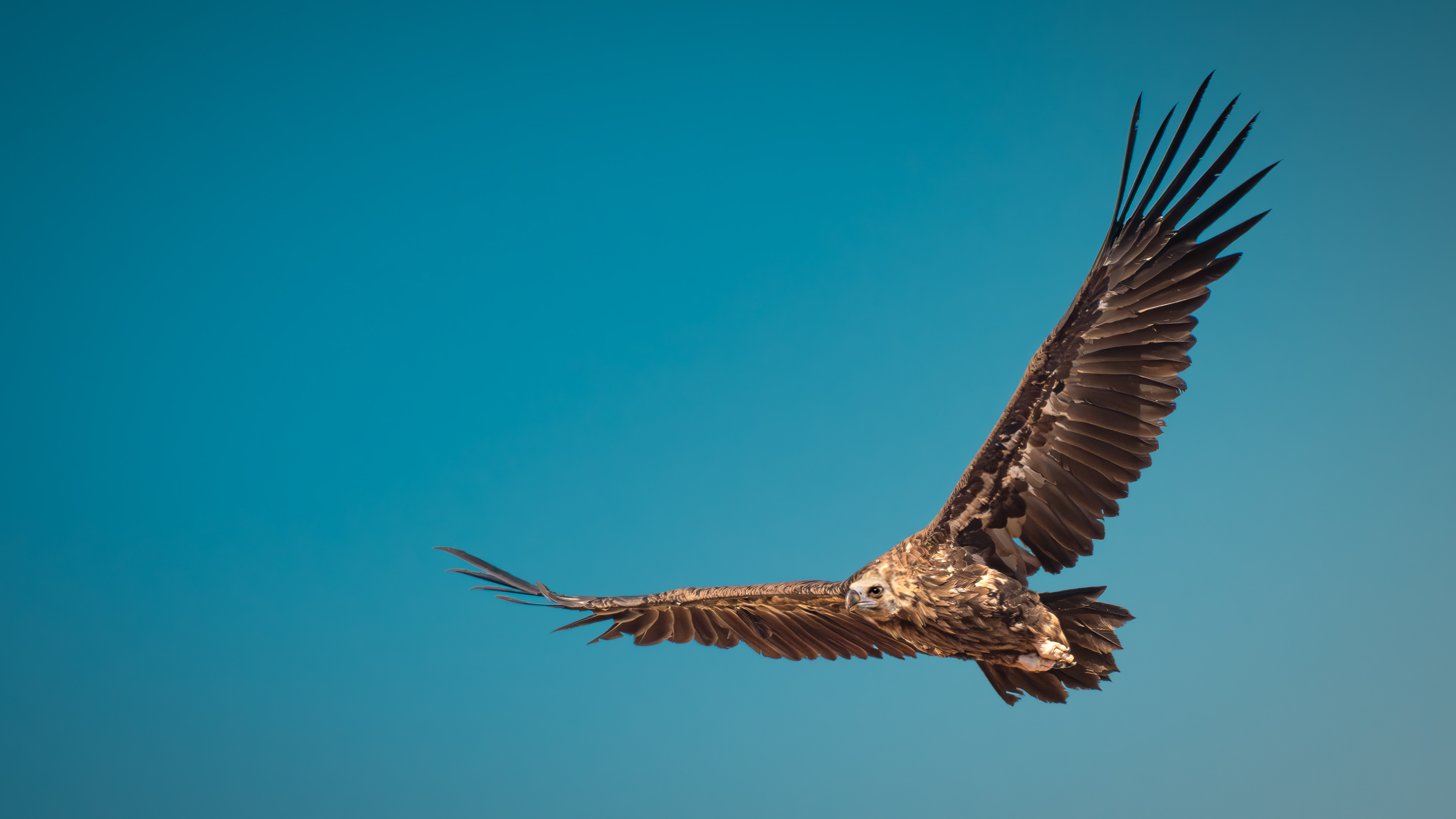 Cinereous Vulture — Canon R7 + EF 100–400mm @400mm · f/8 · 1/2500 · ISO 640