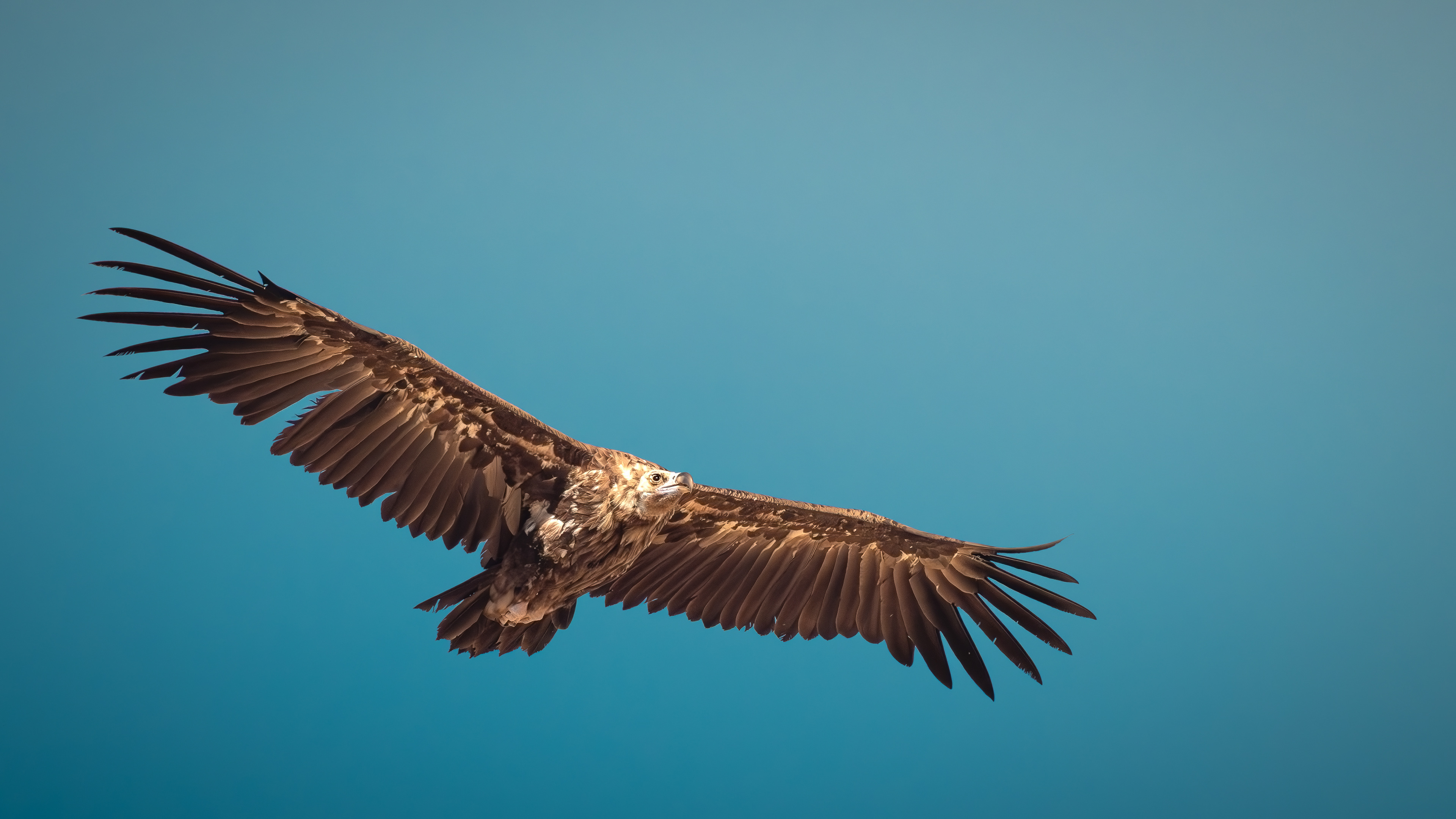 Cinereous Vulture — Canon R7 + EF 100–400mm @400mm · f/8 · 1/2500 · ISO 800