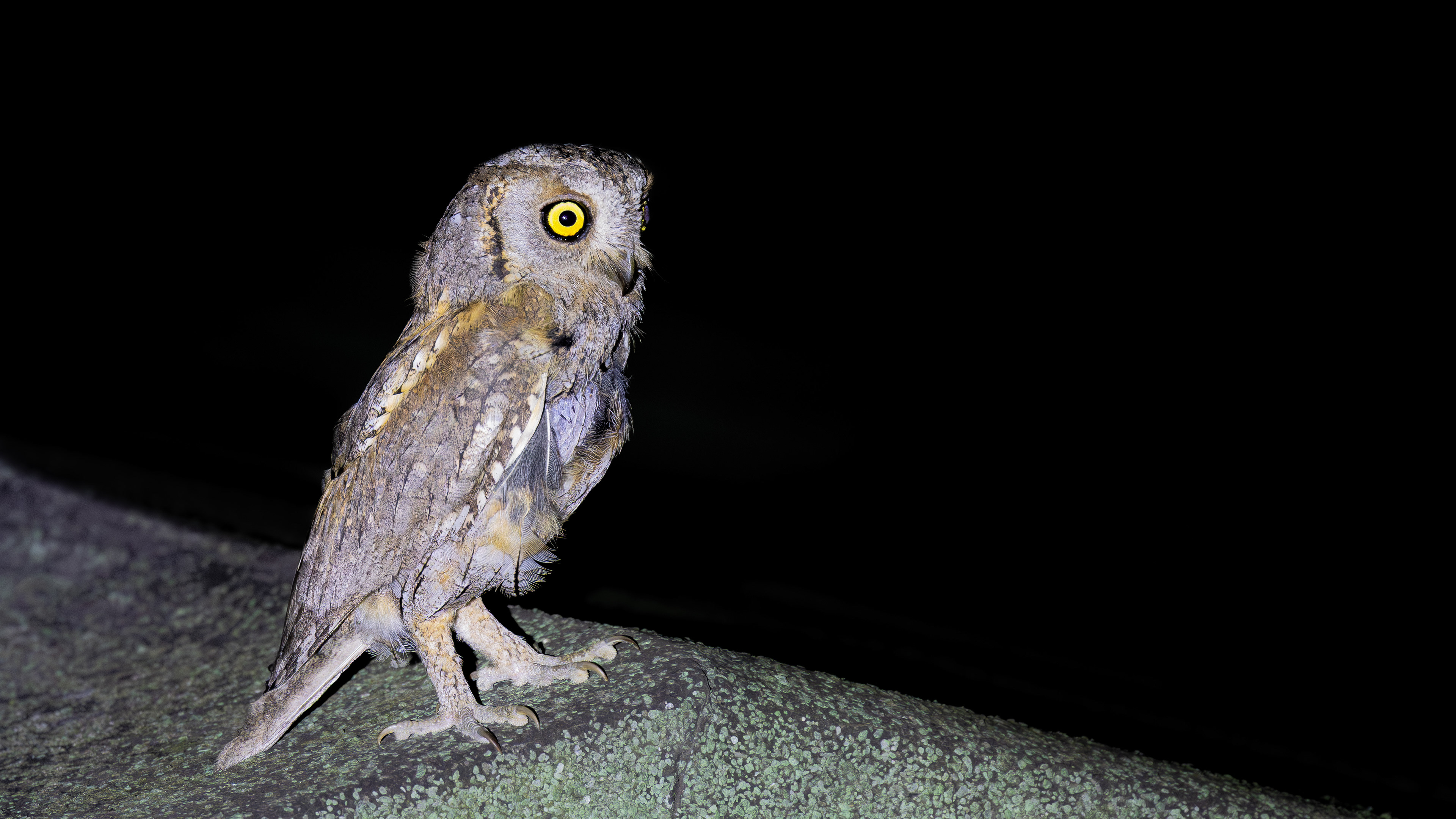 Eurasian Scops Owl — Canon R7 + EF 100–400mm @400mm · f/5.6 · 1/100 · ISO 5000