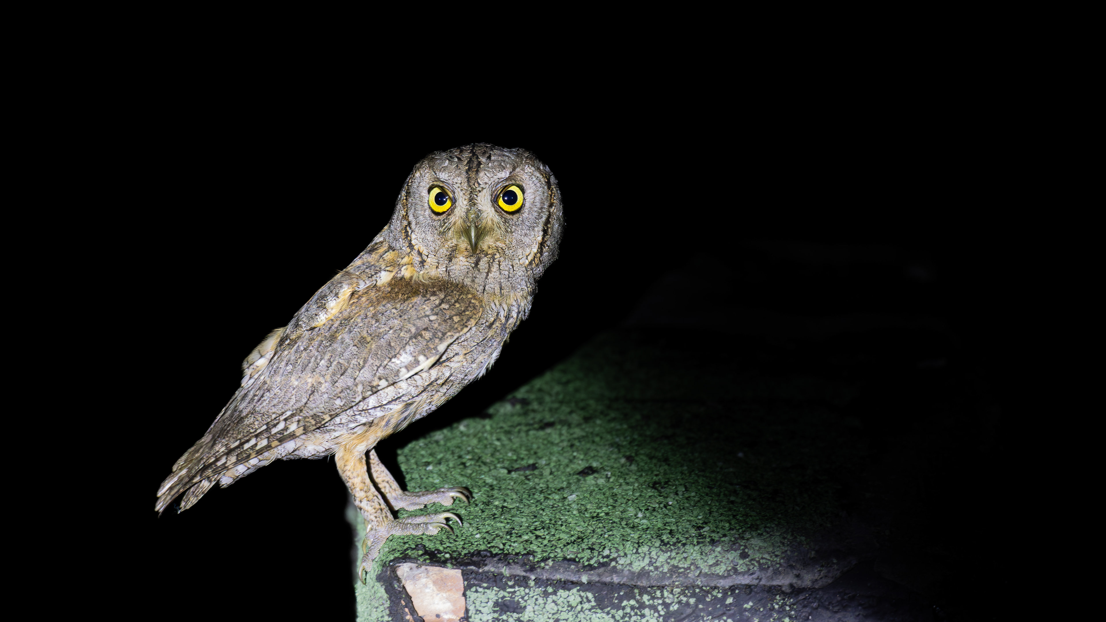 Eurasian Scops Owl — Canon R7 + EF 100–400mm @400mm · f/5.6 · 1/100 · ISO 6400