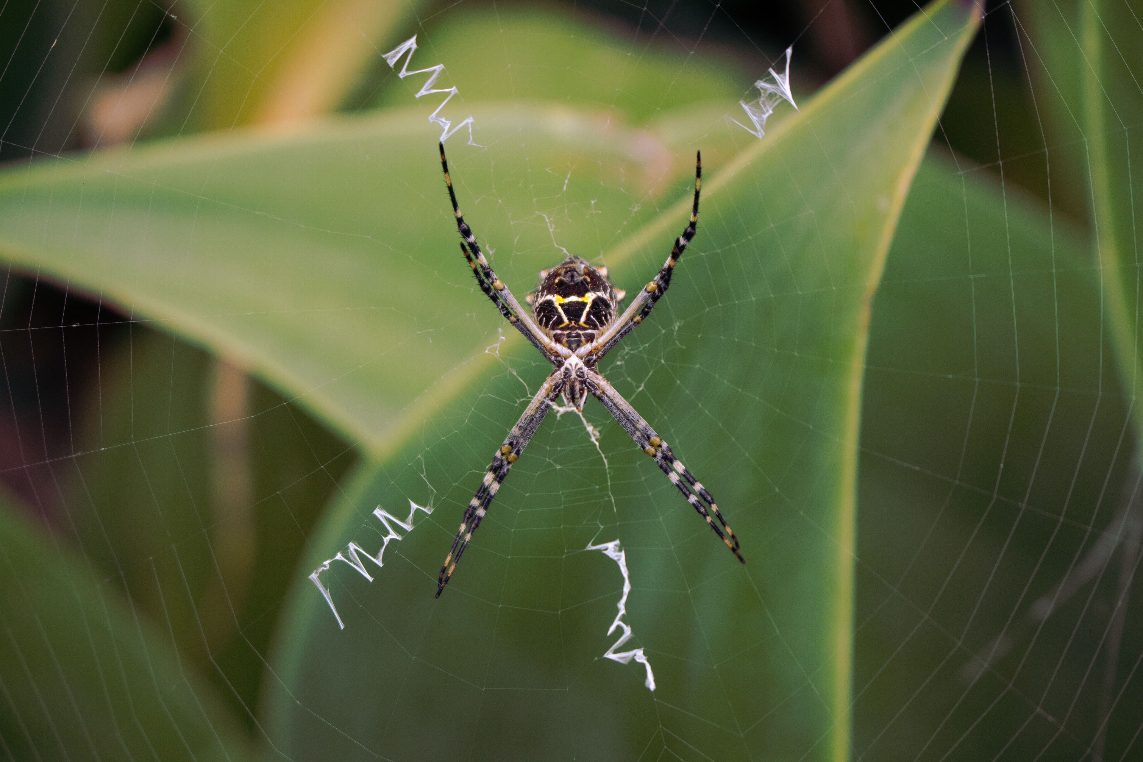 An orb-weaver spider in our front yard (2022).
