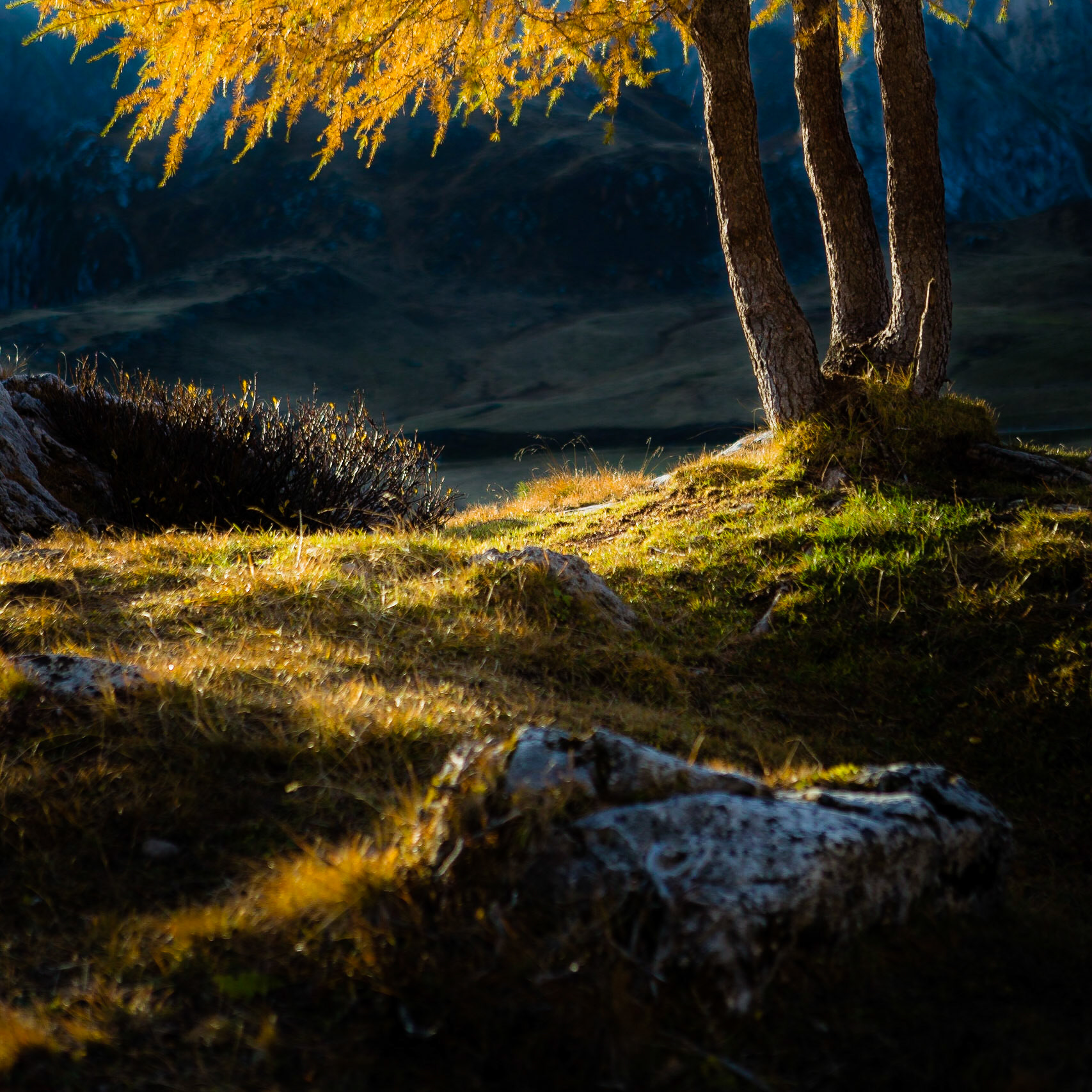 Larch Tree #1