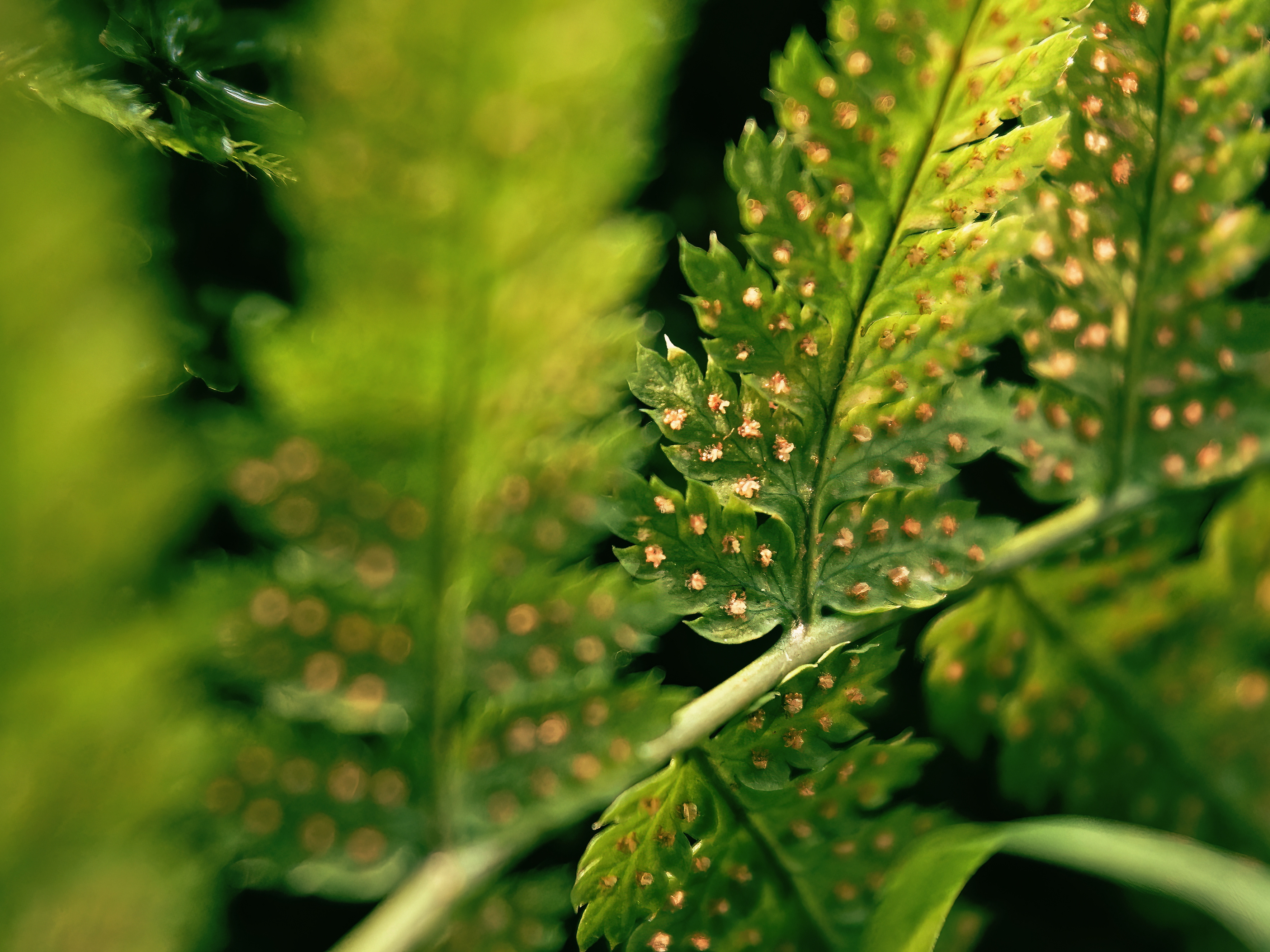 Алексей Курносов - Fern in a sunny forest
