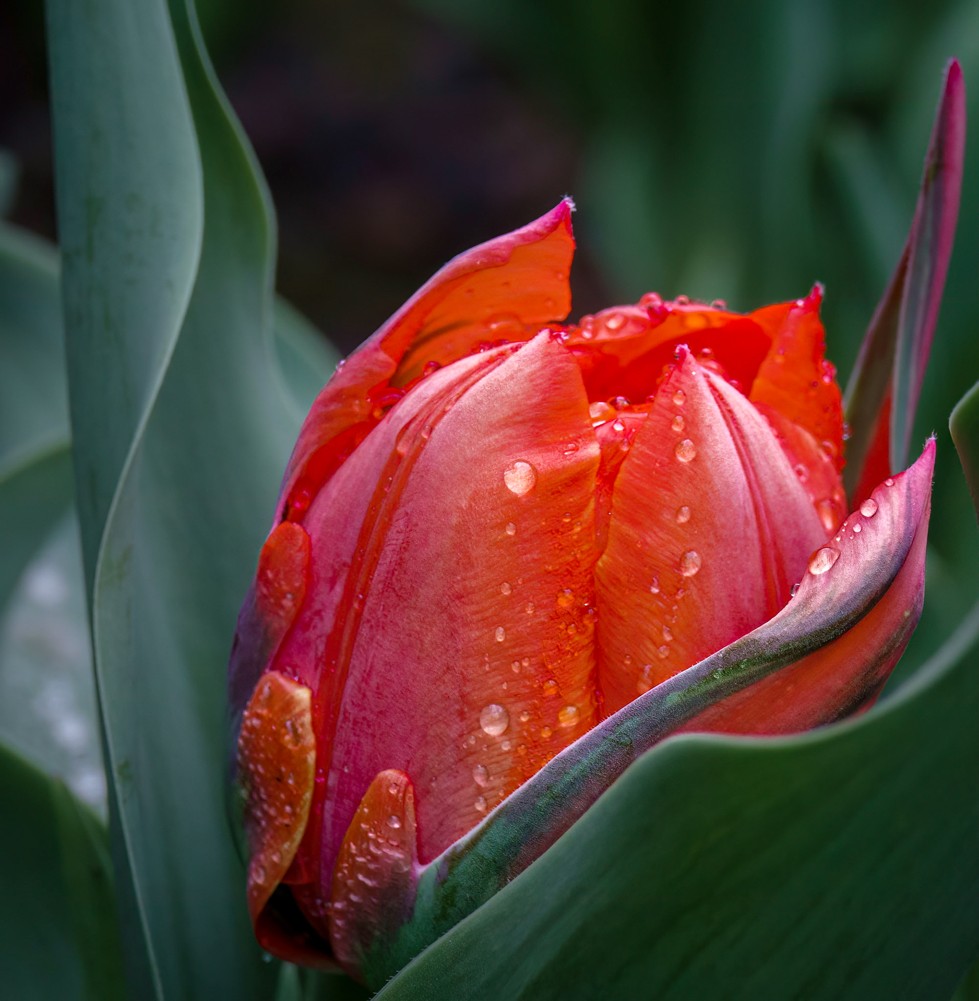 Tulip