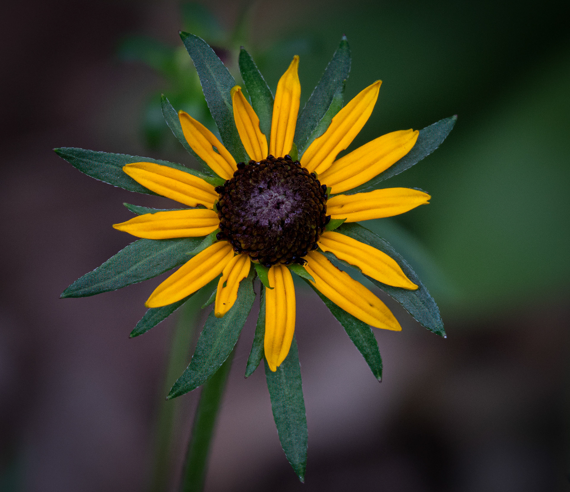 Black Eyed Susan