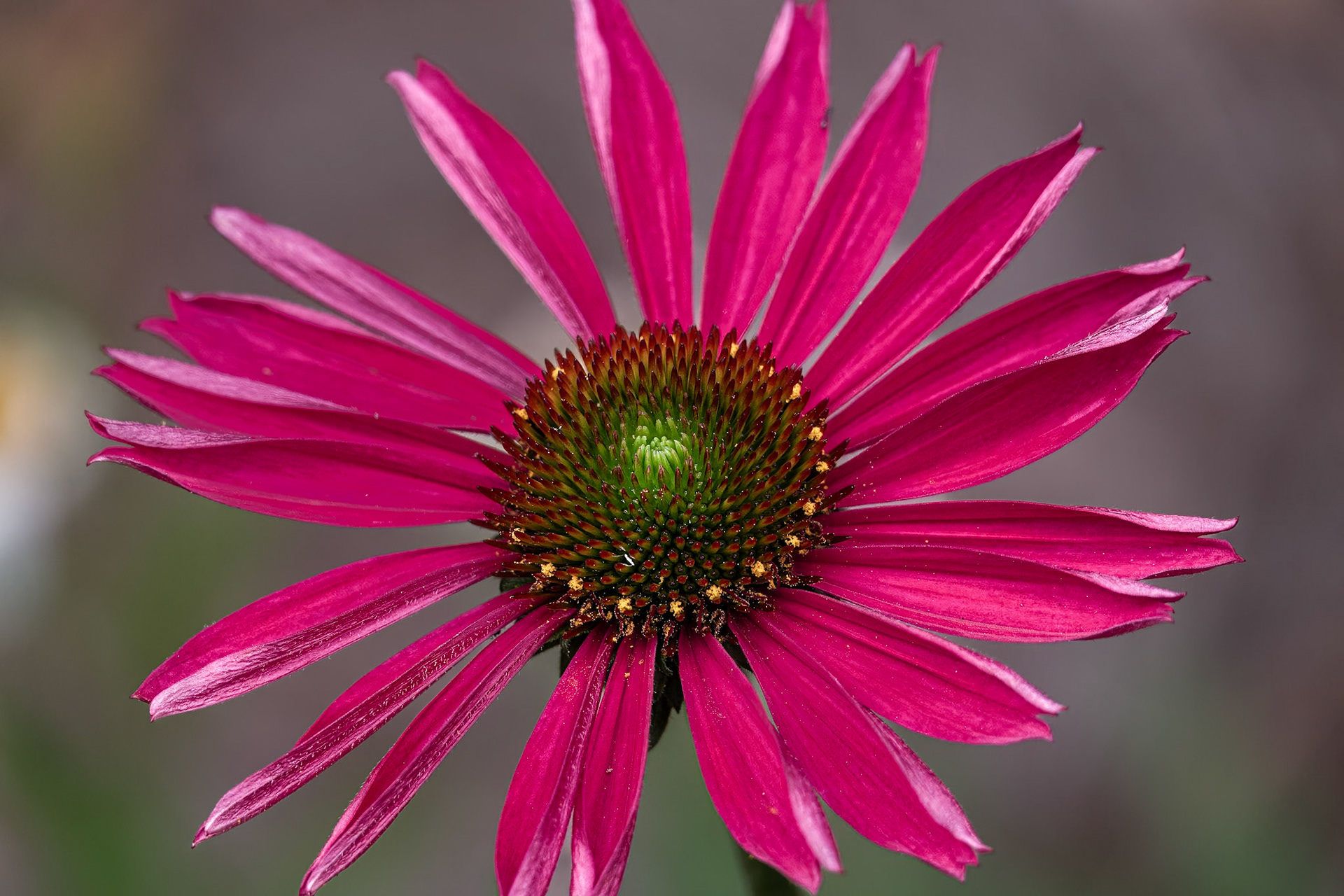 Cone Flower (Echinacea)
