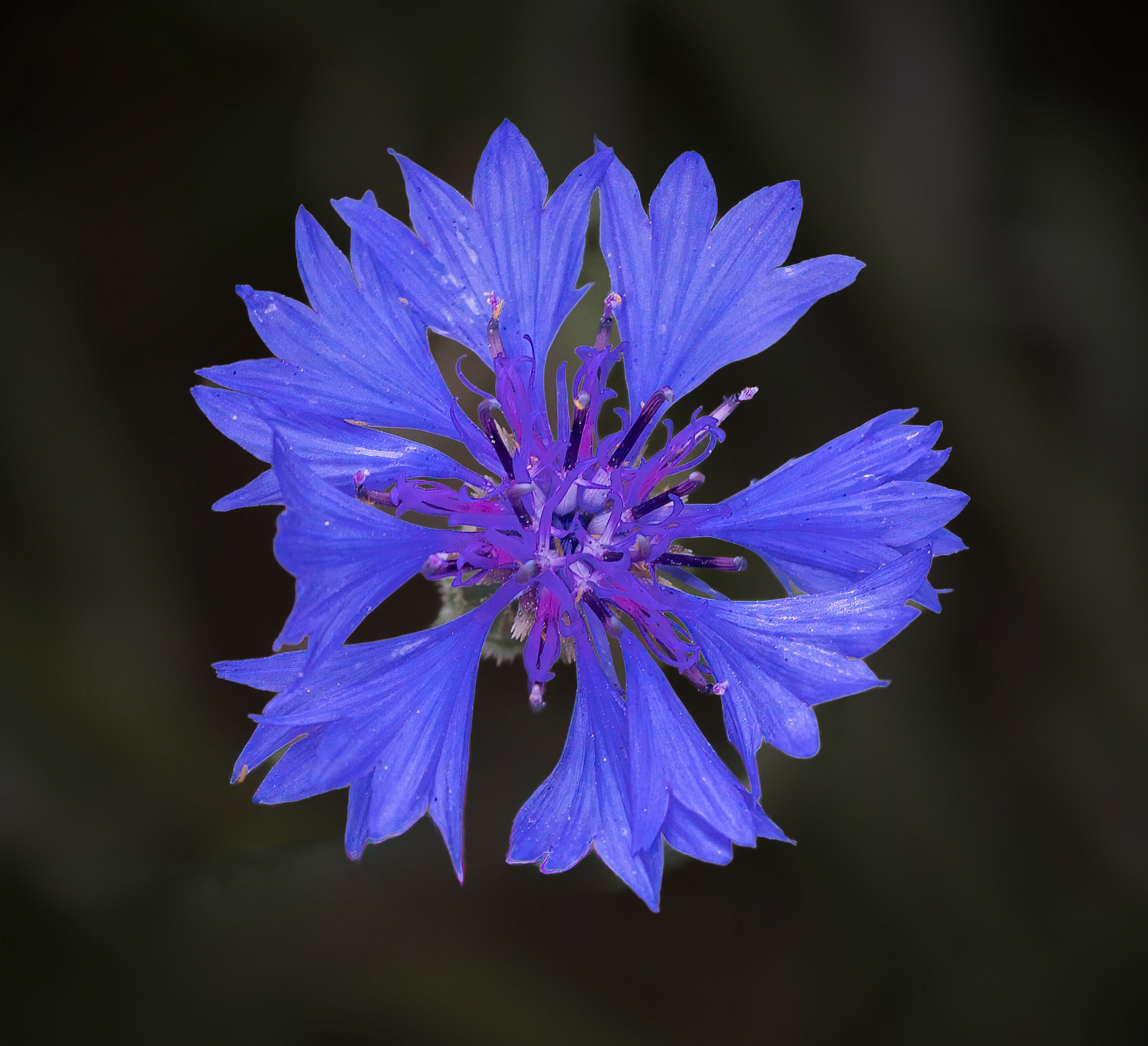 Blue Cornflower