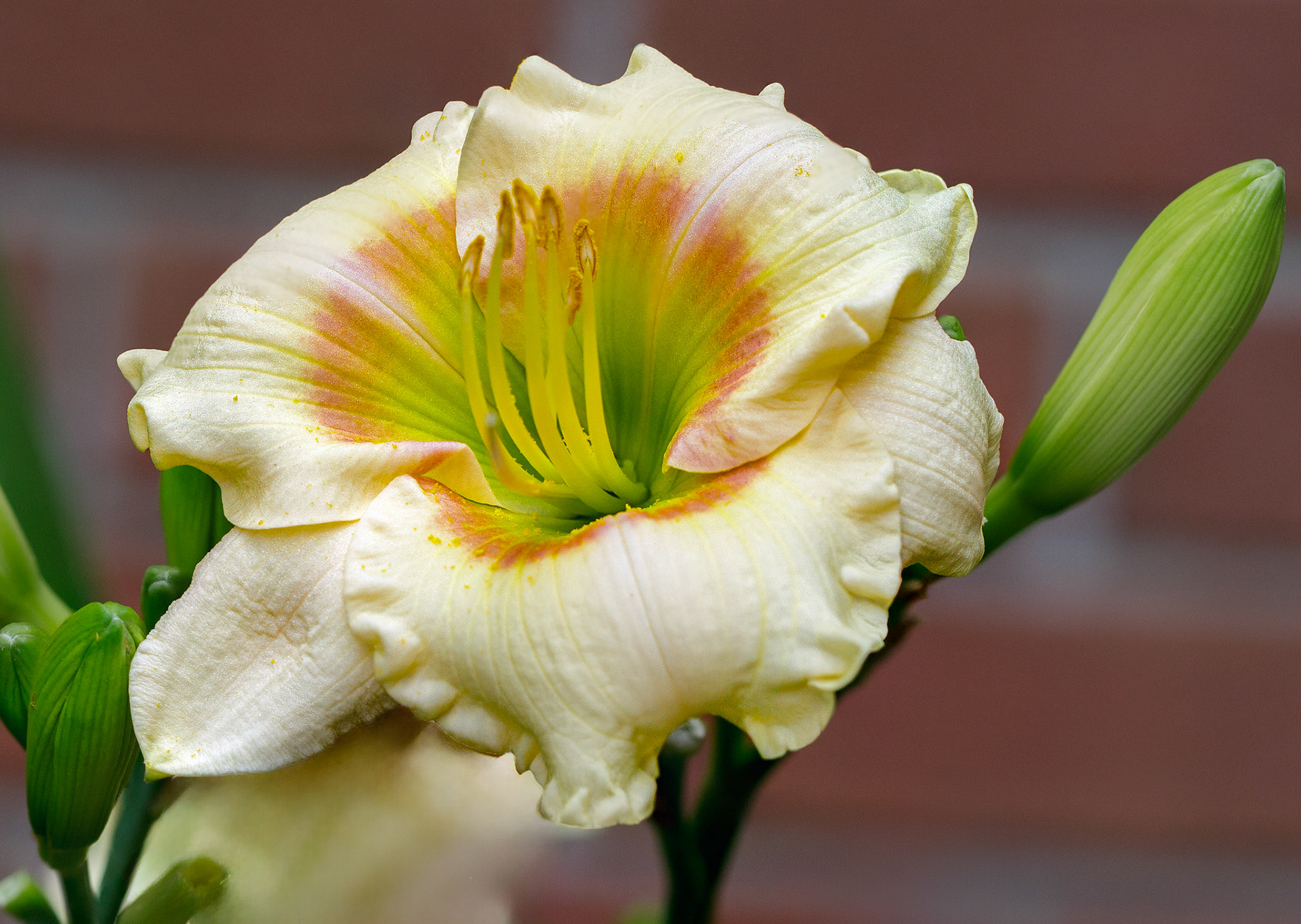 Daylily
