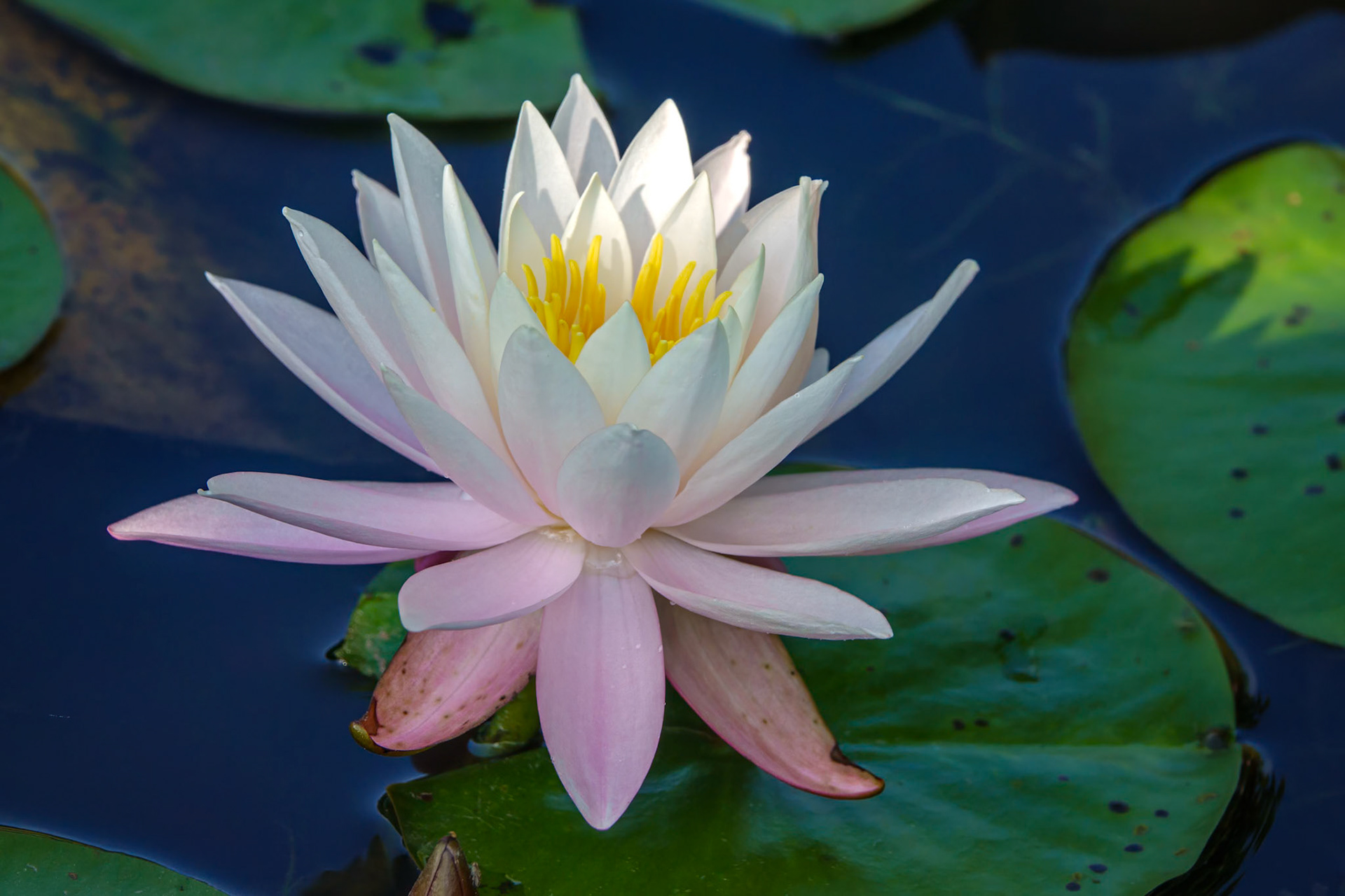 Water Lily