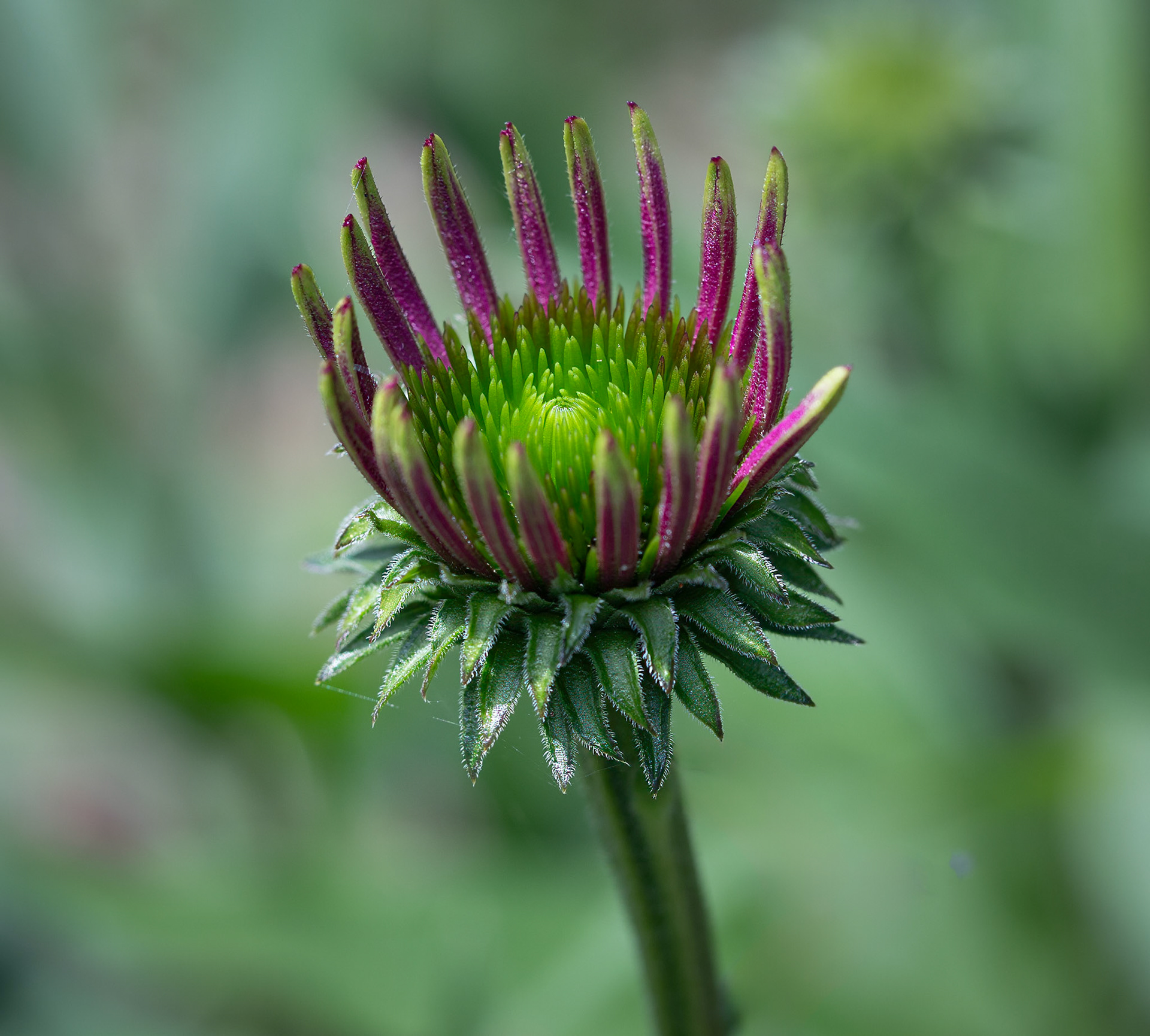 Coneflower