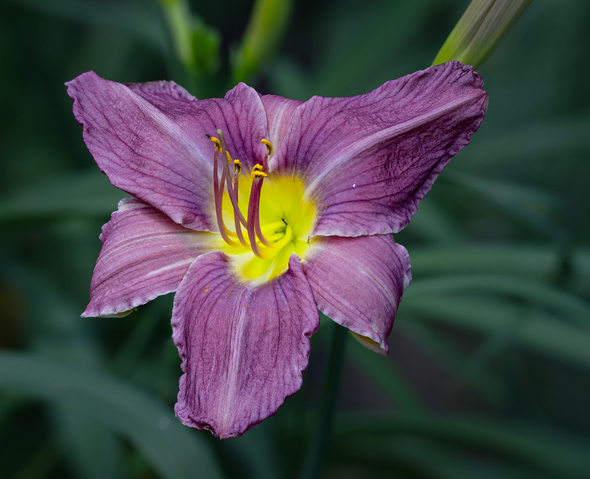 Daylily