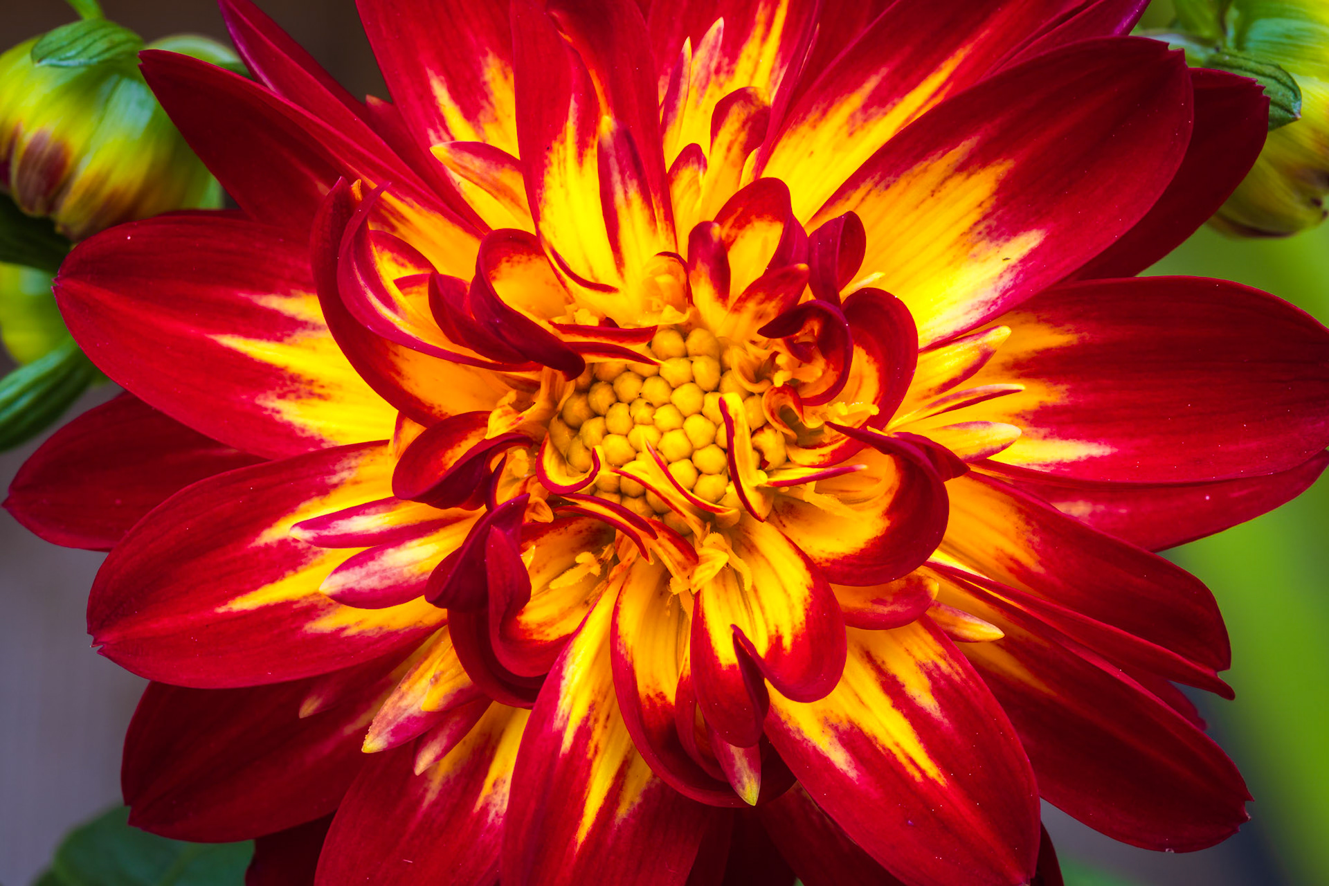 Dahlia