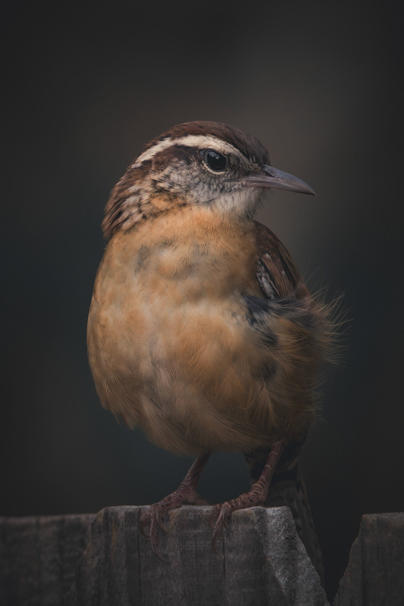 Carolina Wren