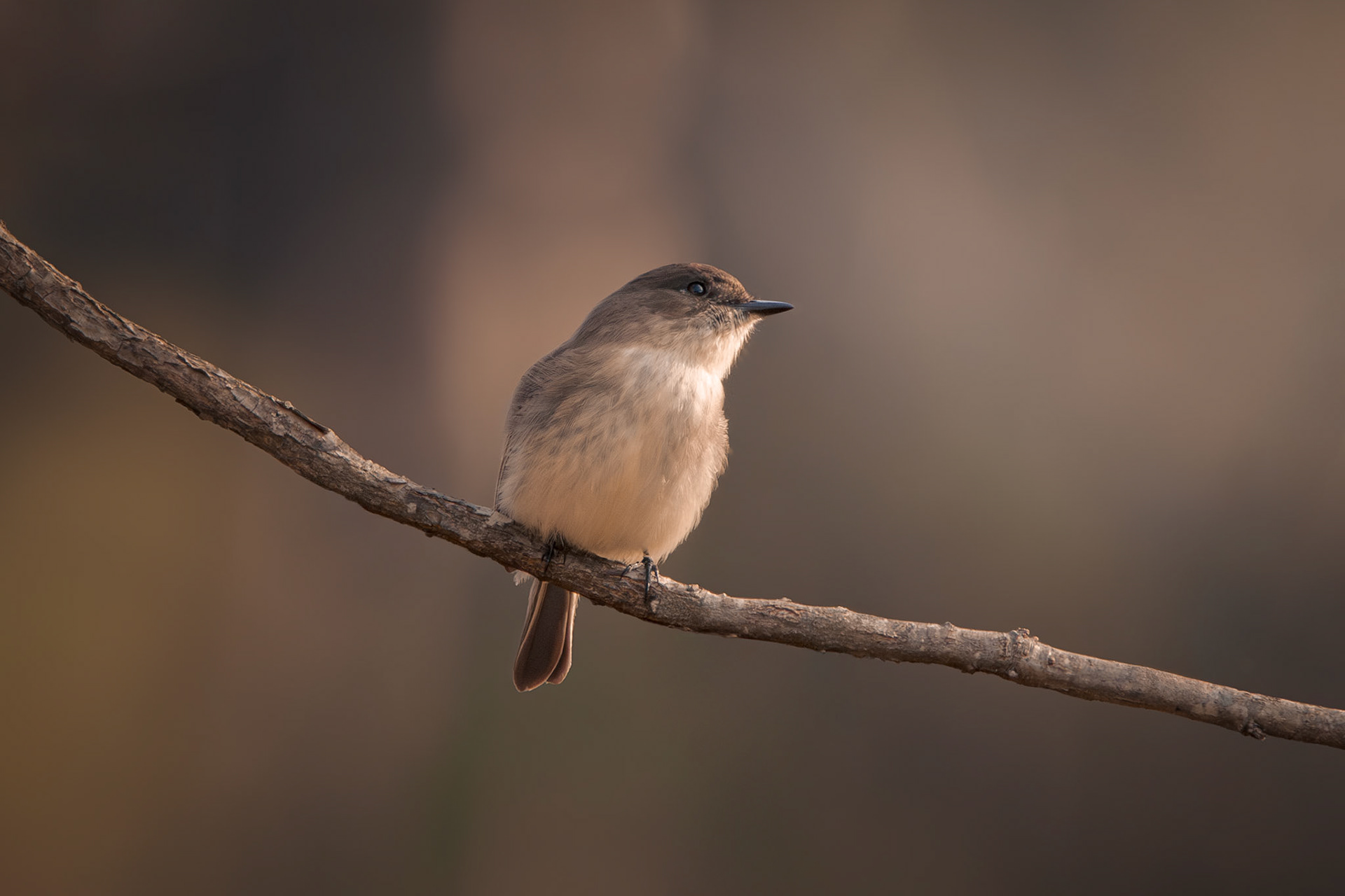 Eastern Phoebe