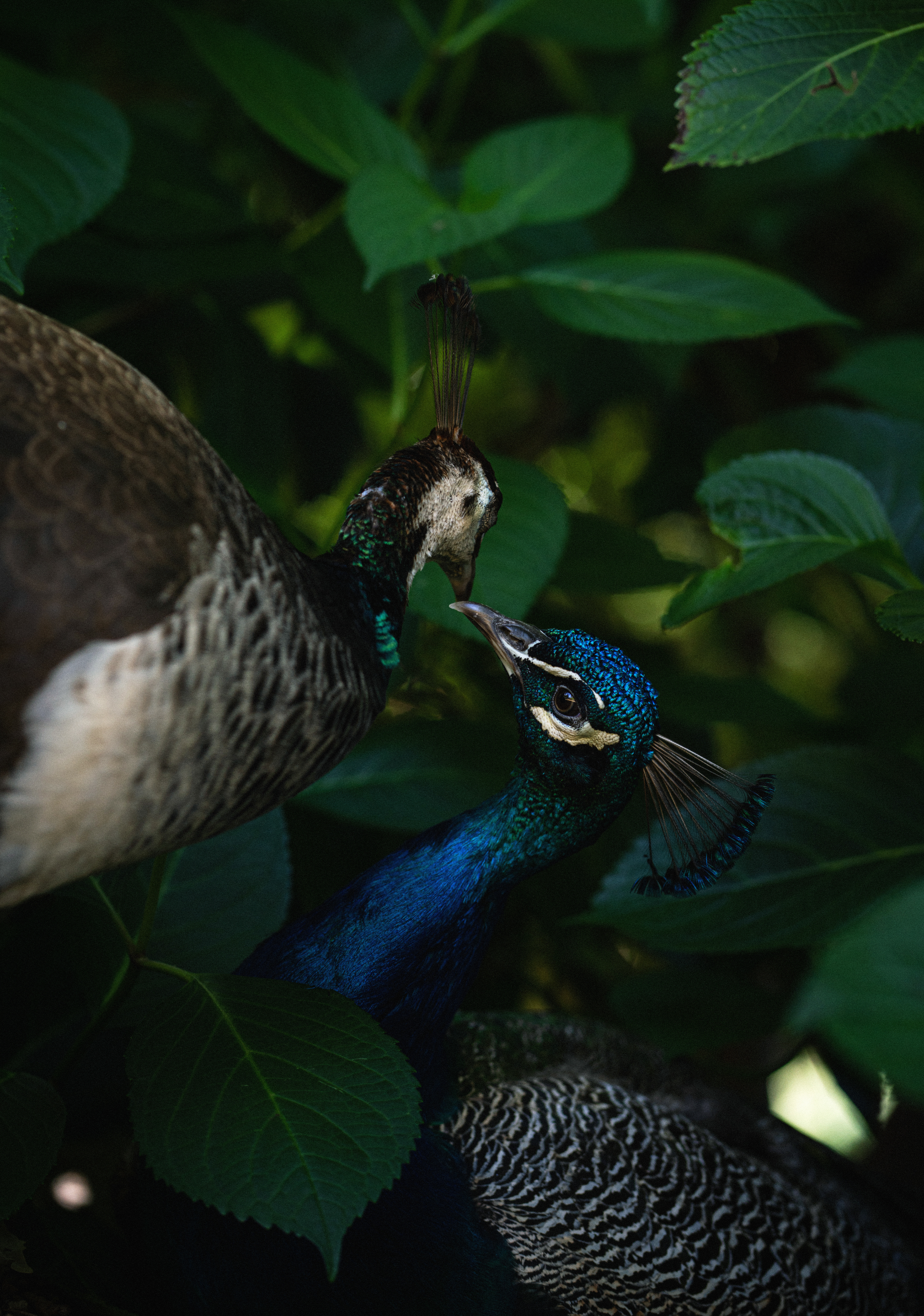 Launceston, Tasmania