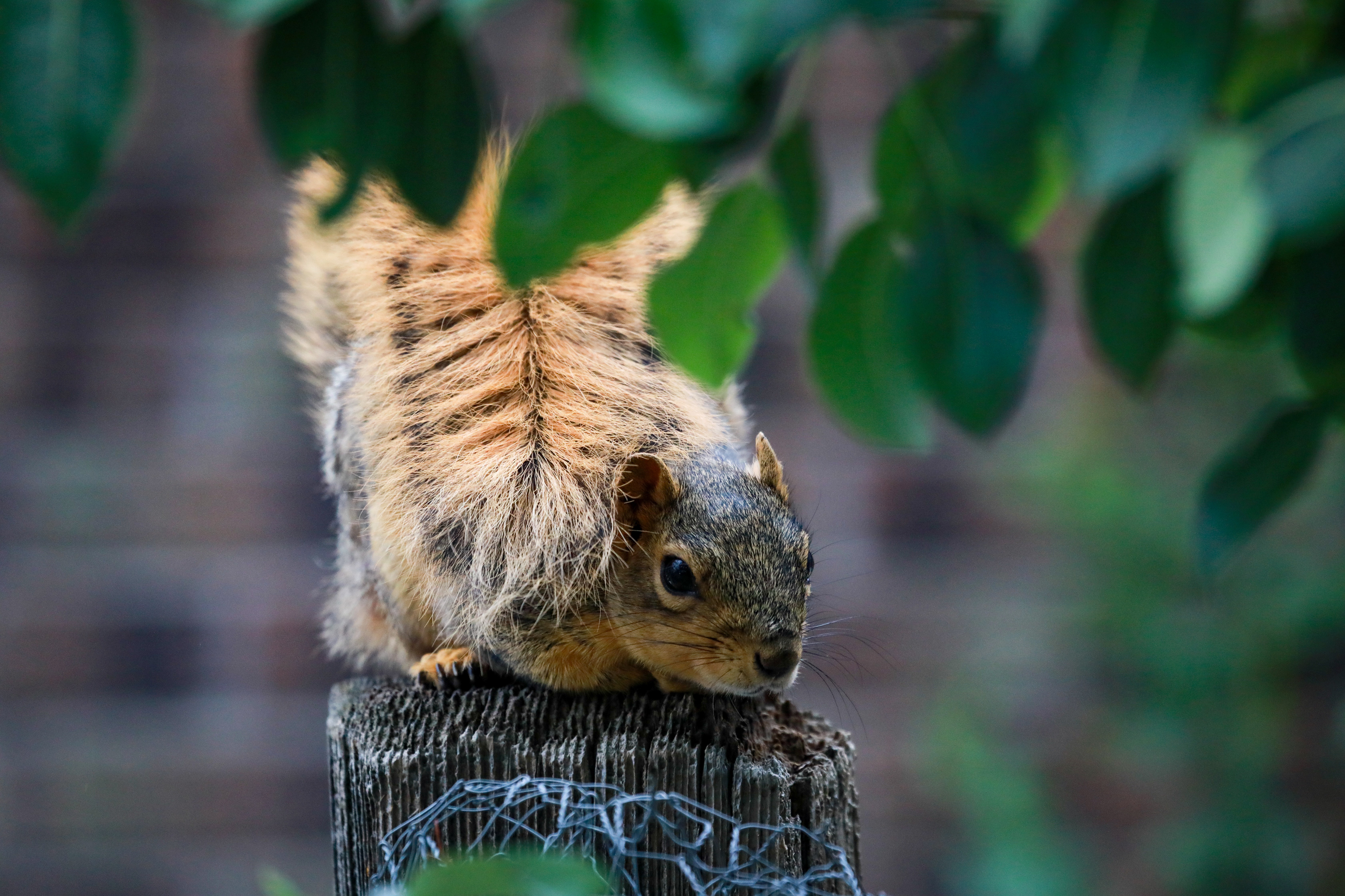 Lieutenant Casper of my Squirrel Army