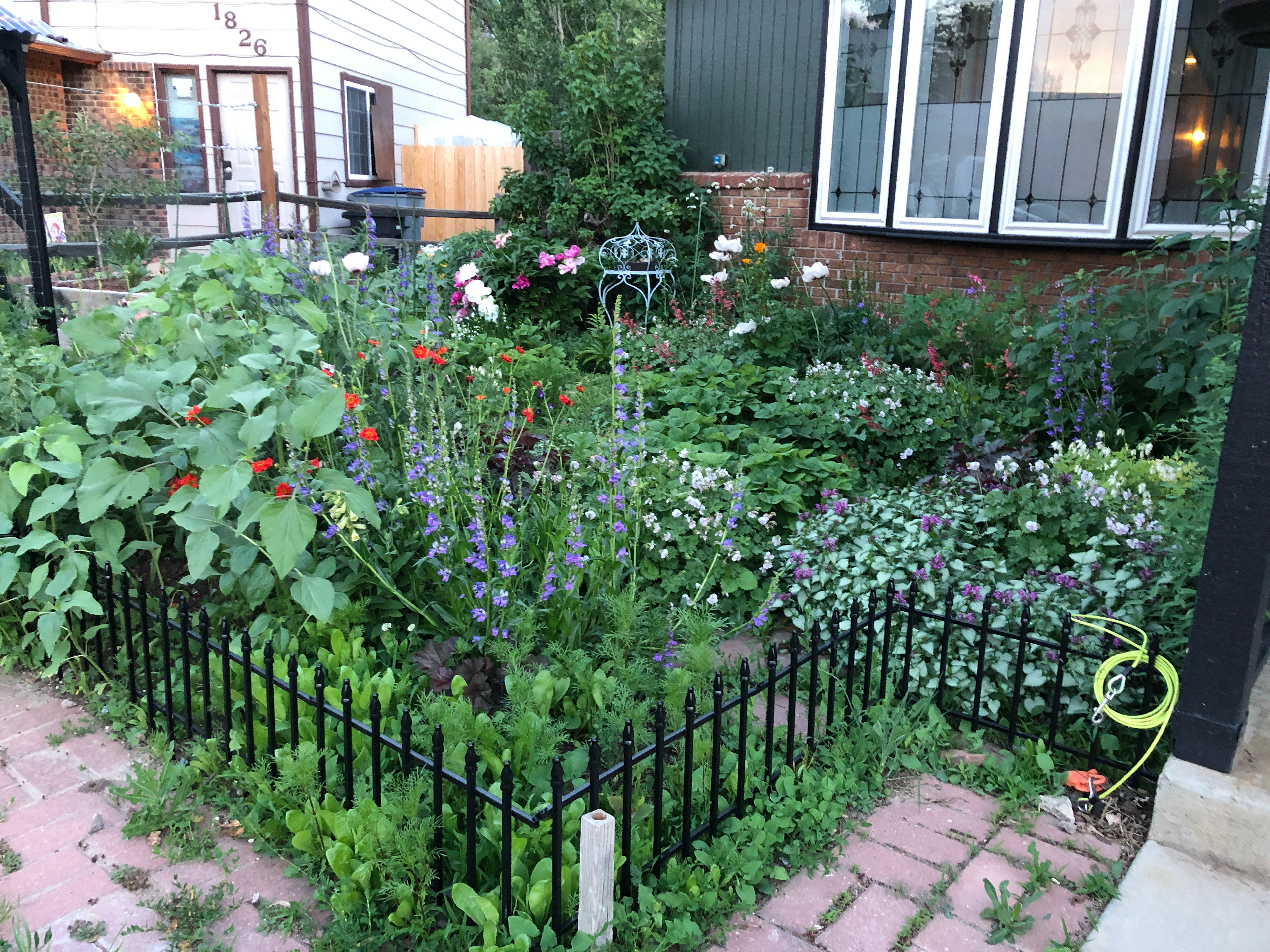 June 2022 garden in full bloom