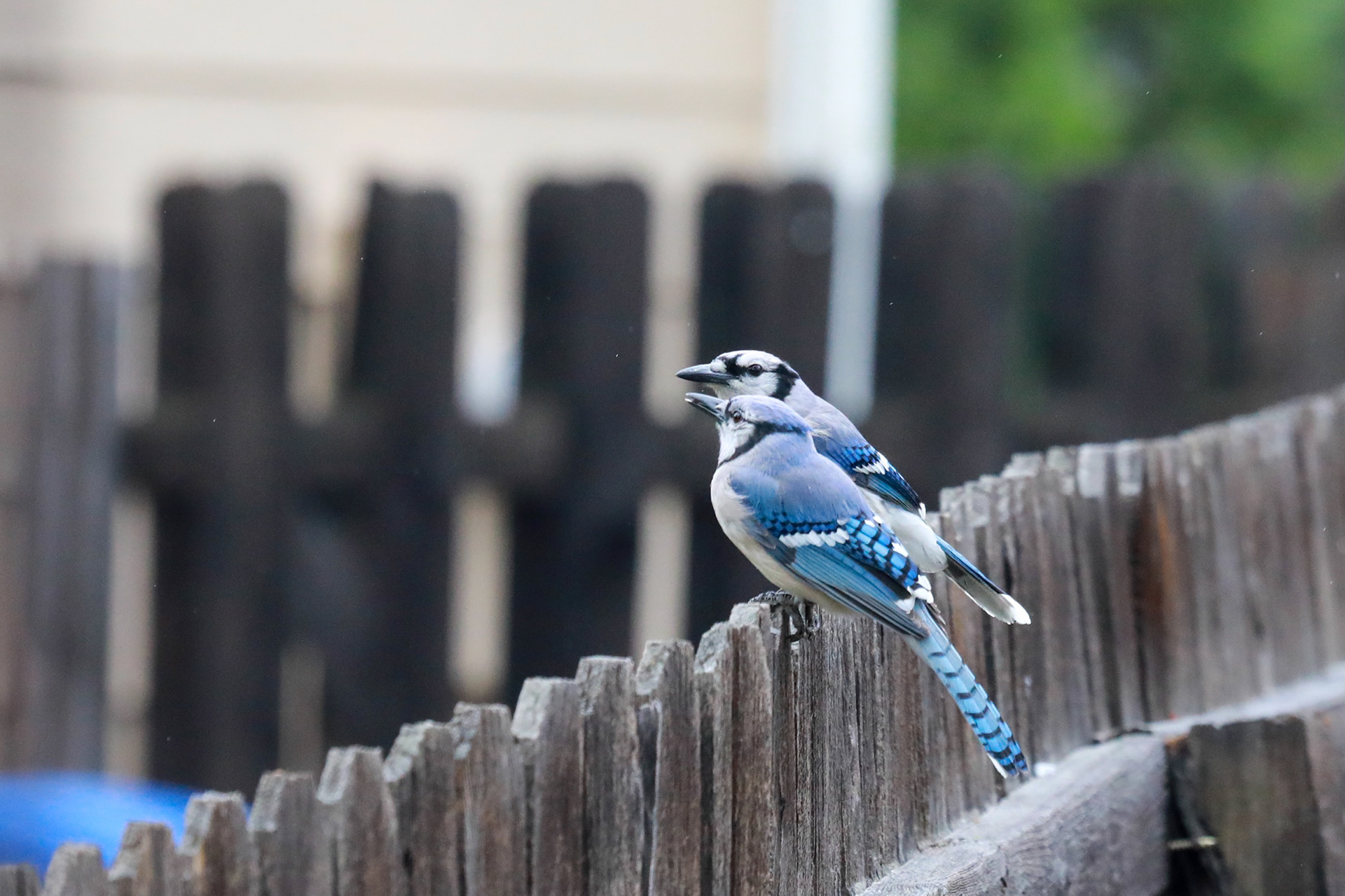 My local blue jays