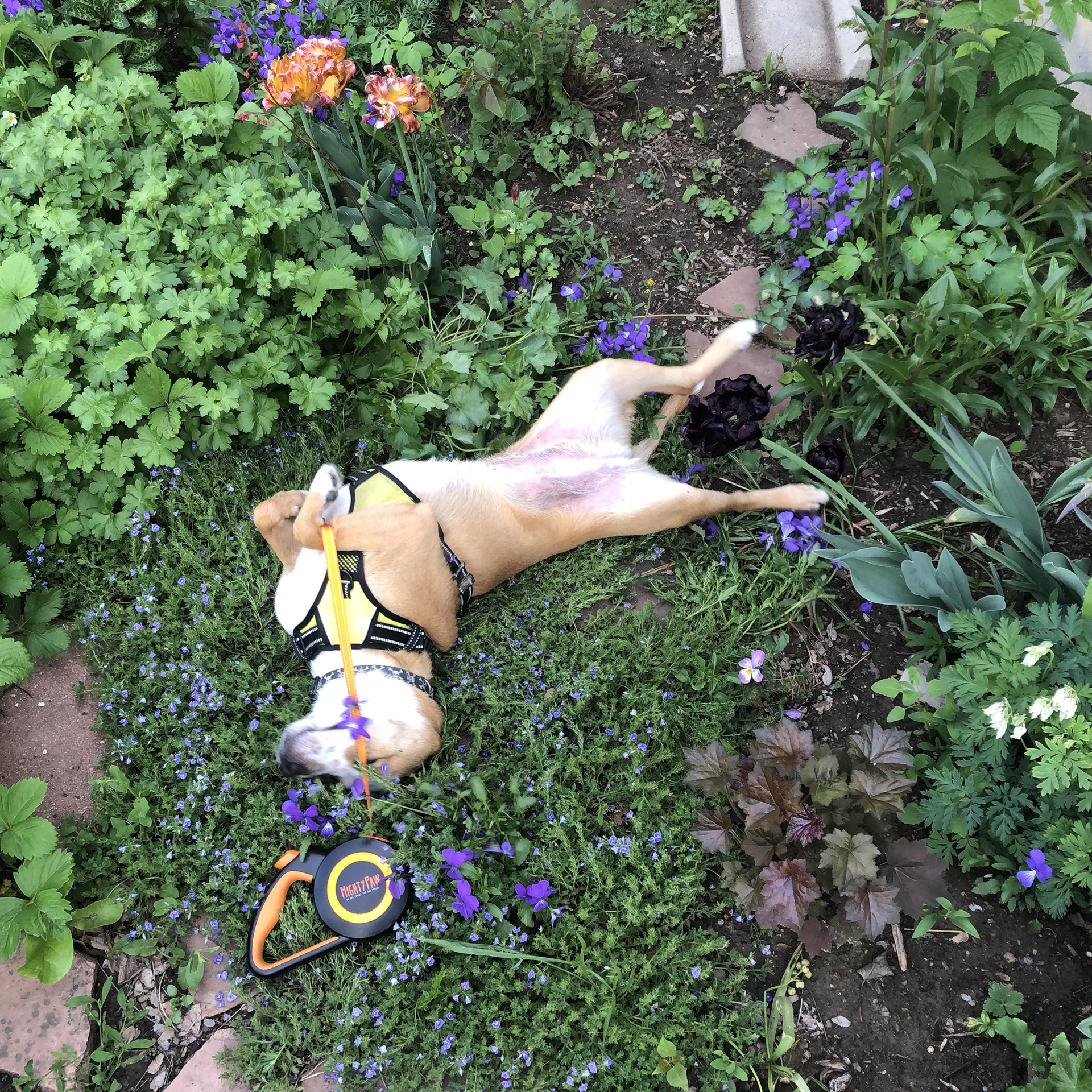 Getting the garden scritches