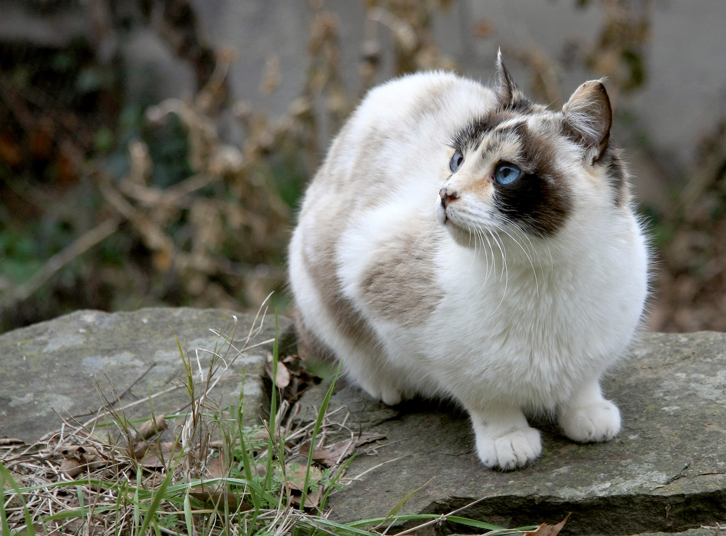 Gato en Gerbe