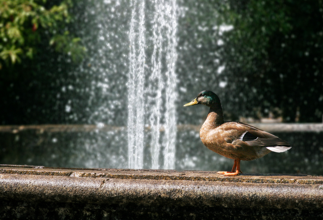 Pato en Soria