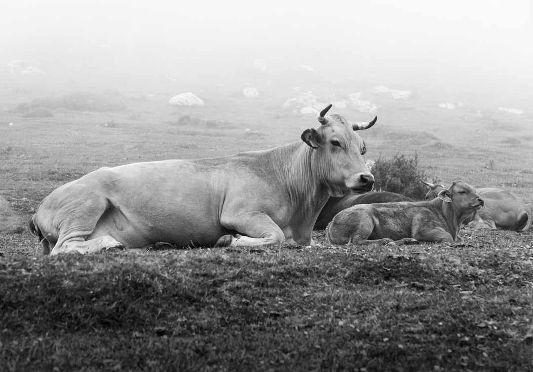 Vacas en Asturias