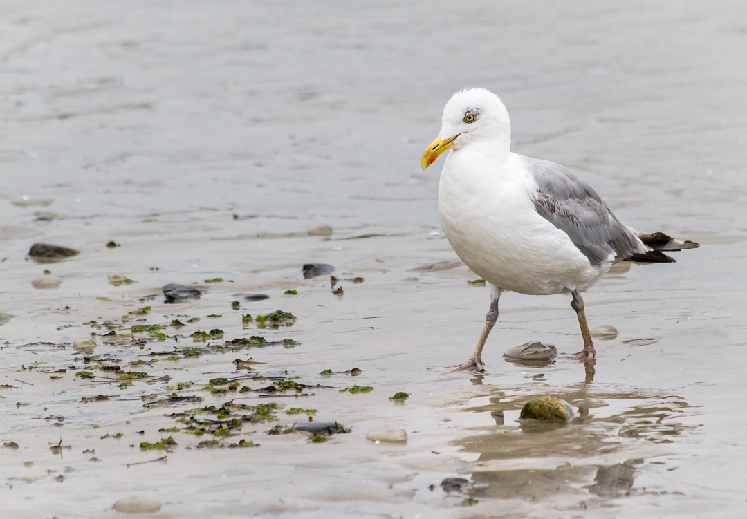 Gaviota en Laboe Strand