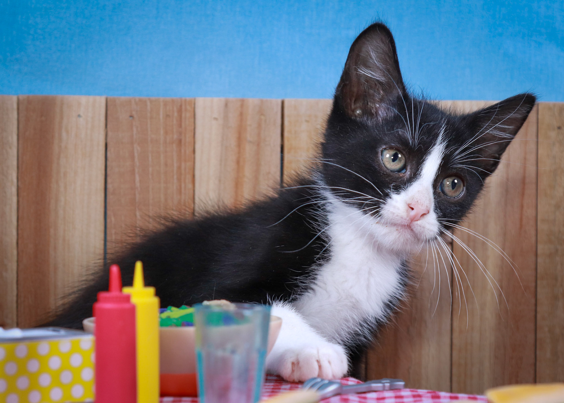 Felix (M-DMH-Black/White/Tuxie)