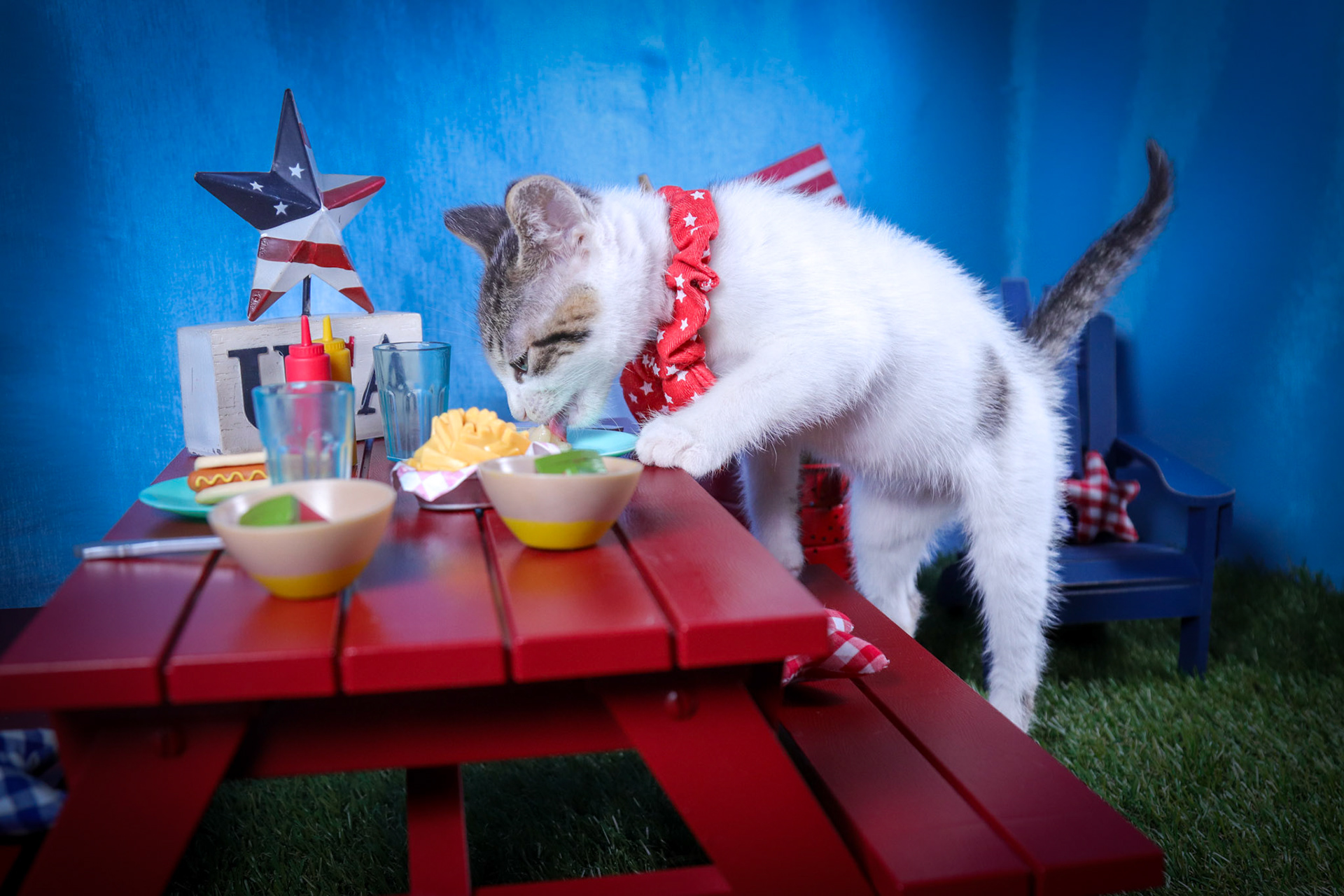 Dot (F-DSH-Tabby/White)