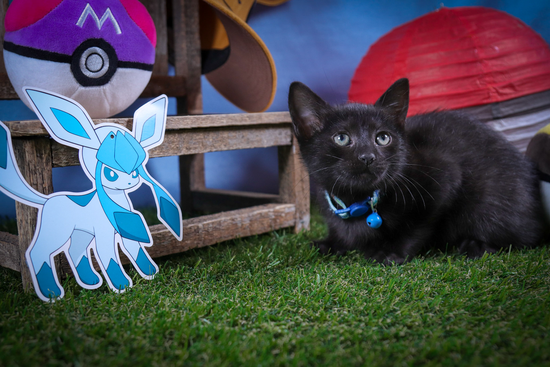 Glaceon (F-DSH-Black)