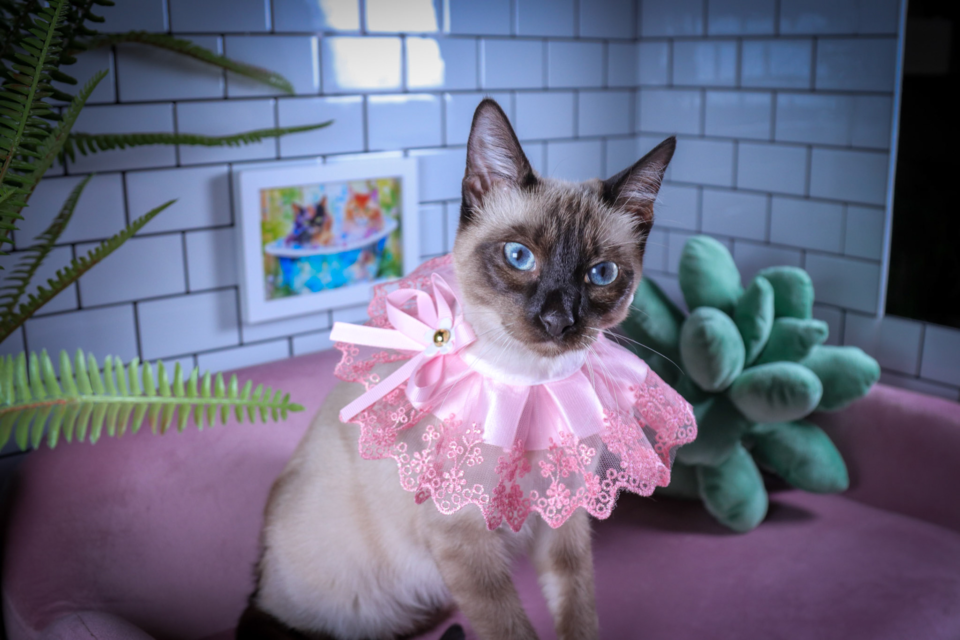 Lenore (F-DSH-Seal Point Siamese)