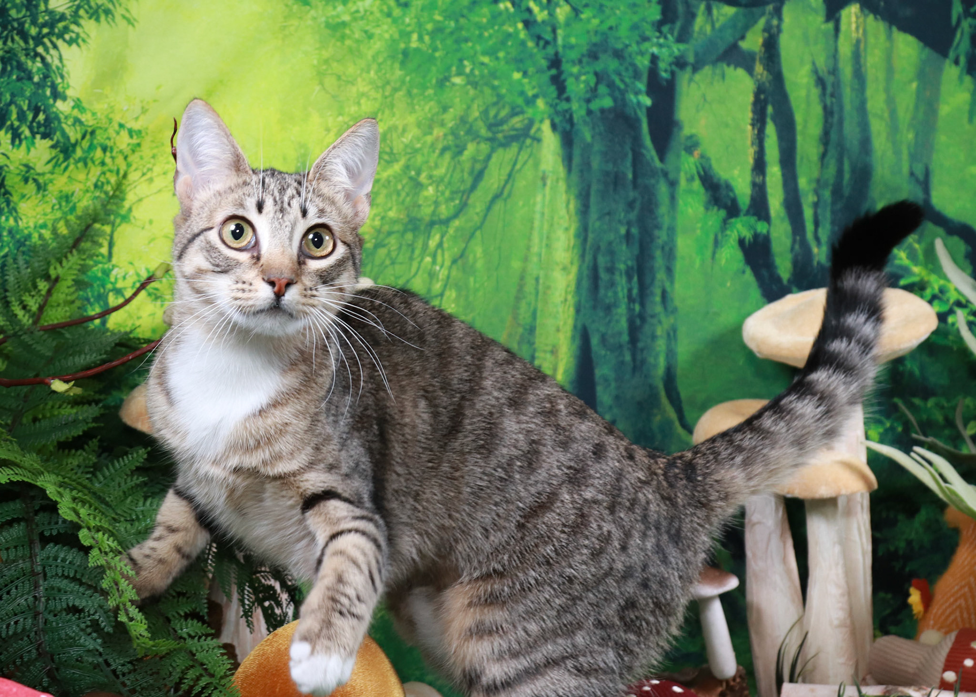 Frankie (F-DSH-Grey/Tabby)
