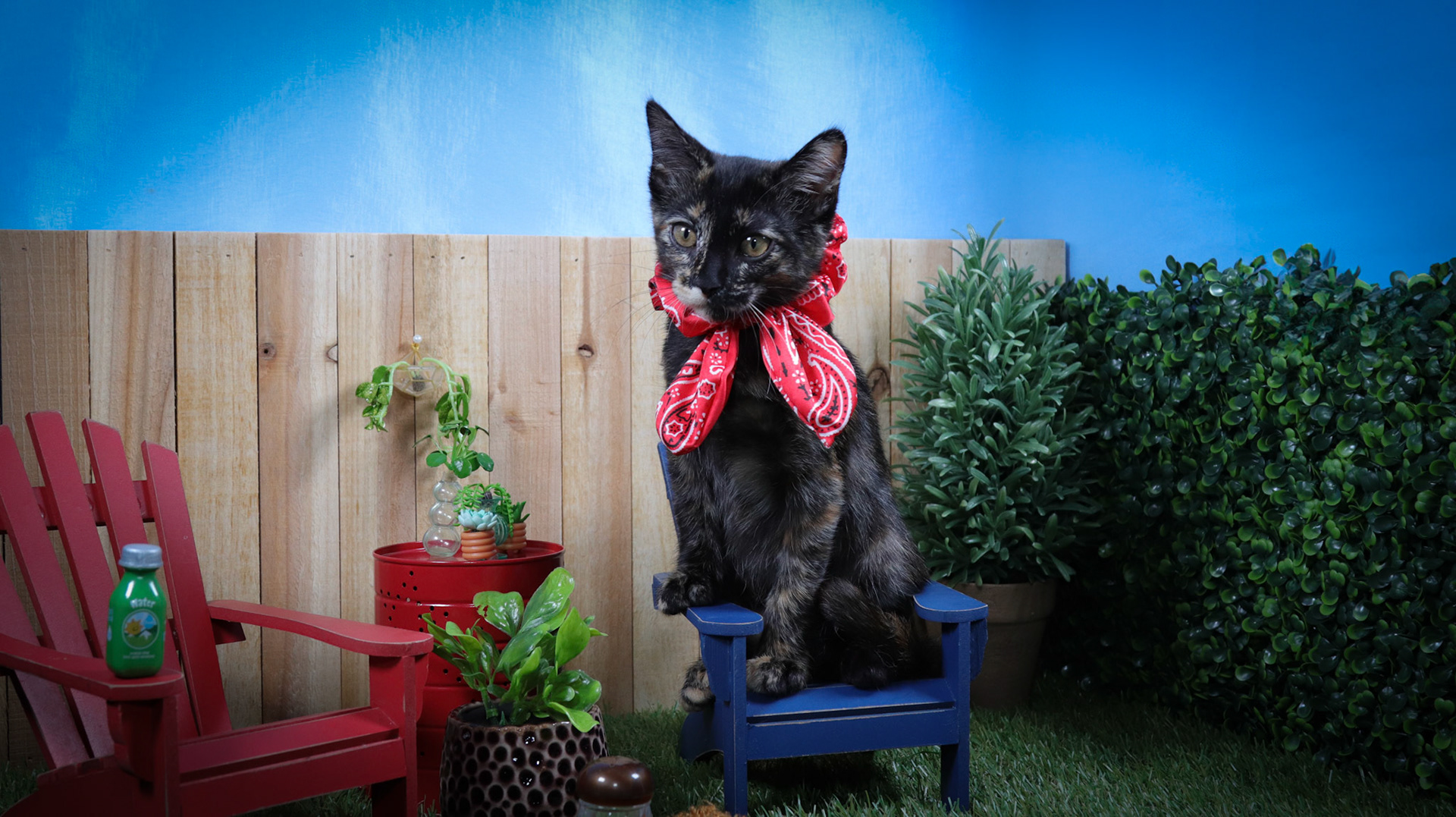 Aruna (F-DSH-Tortie)