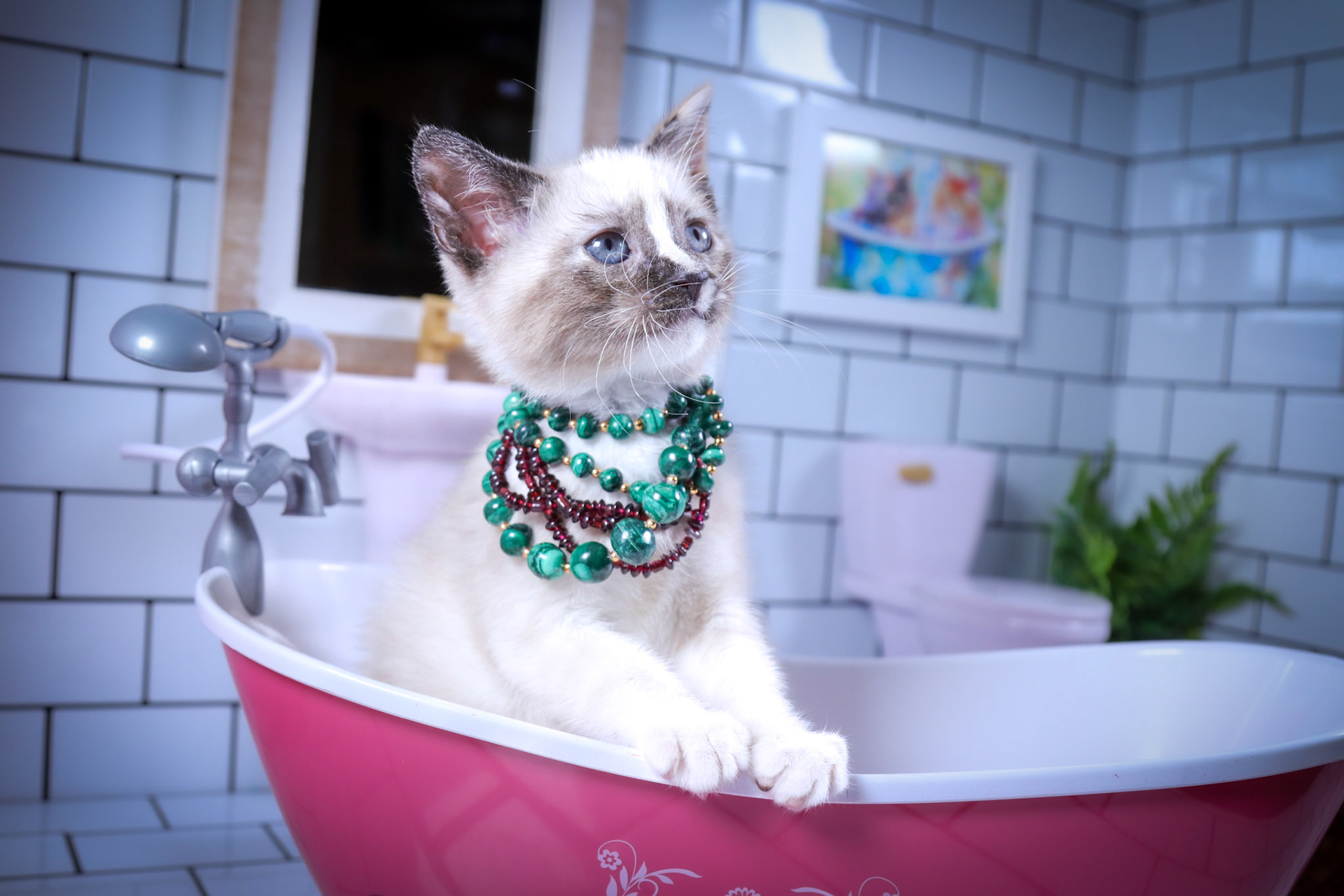 Lana (F-DSH-Tortie Point Siamese)