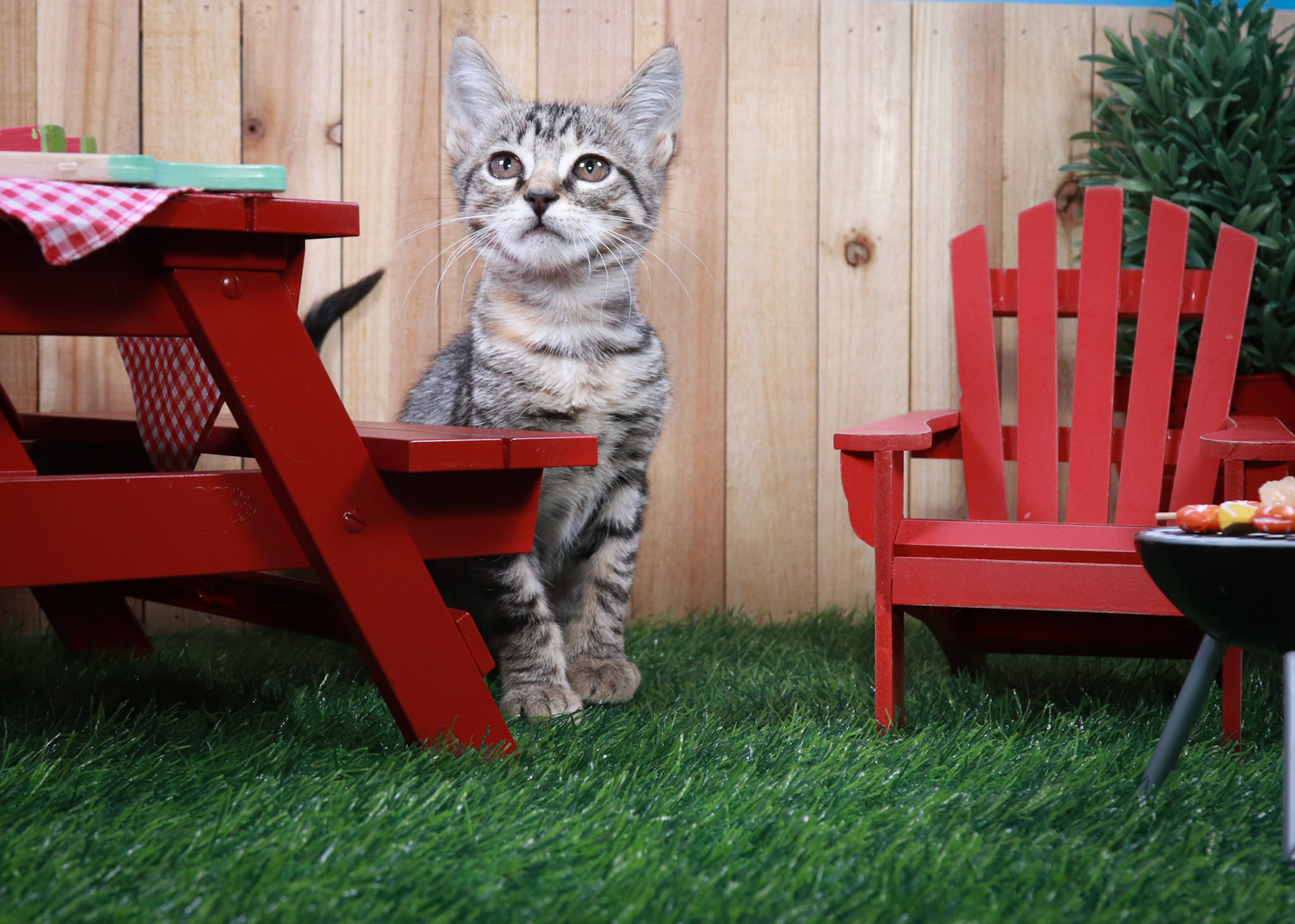 Toonces (F-DSH-Tabby)