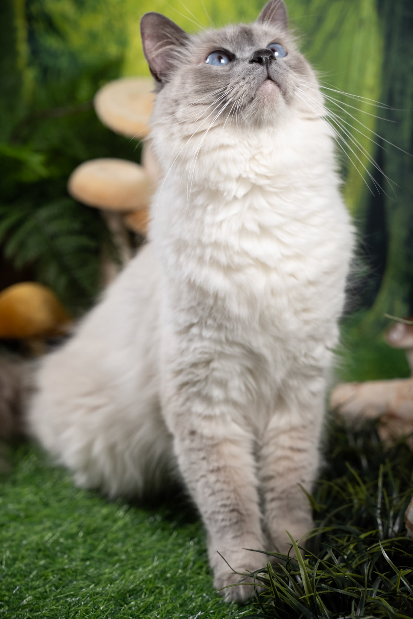 Luey (M-DLH-Blue Point Balinese)