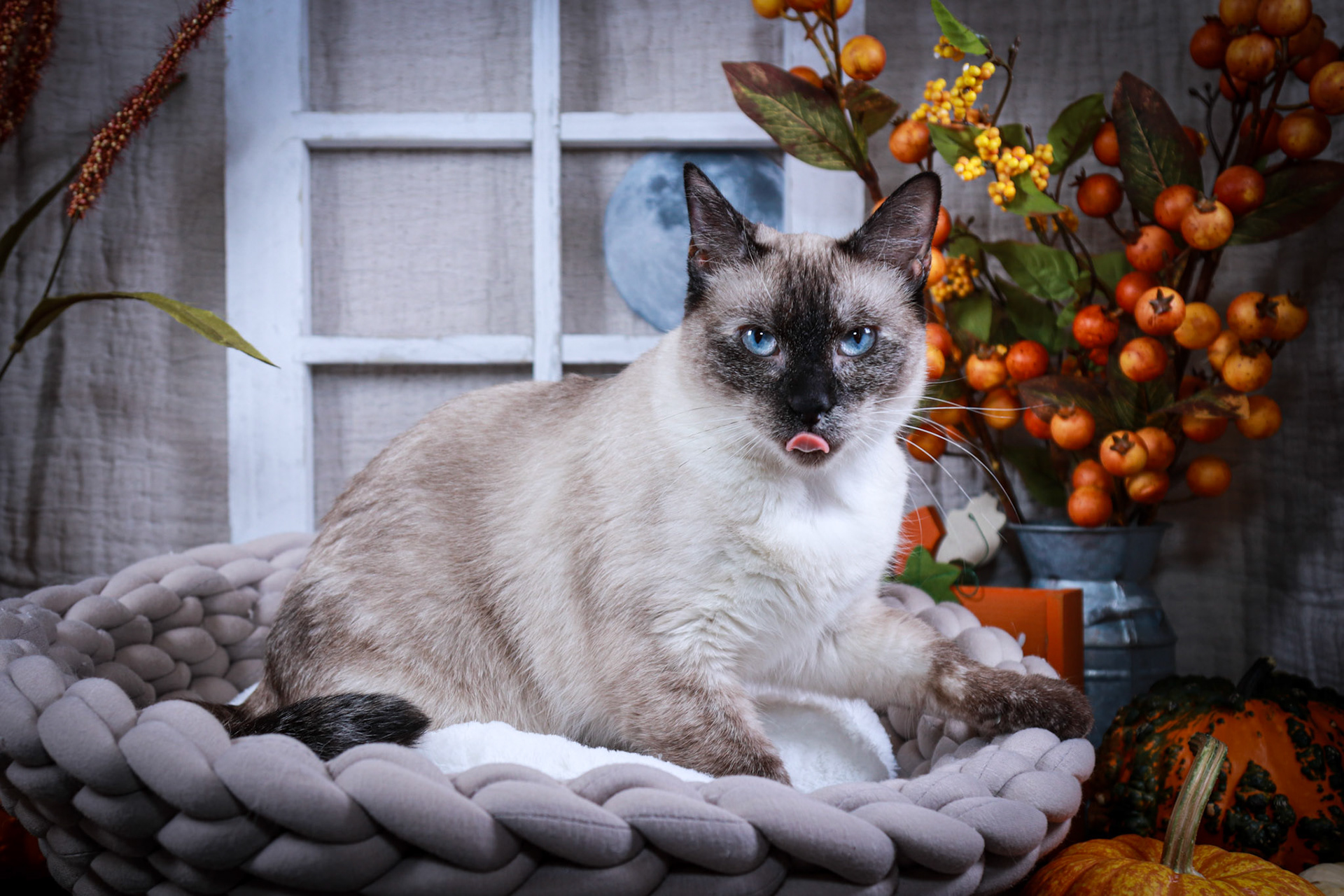 Alice (F-DSH-Tortie Point Siamese)