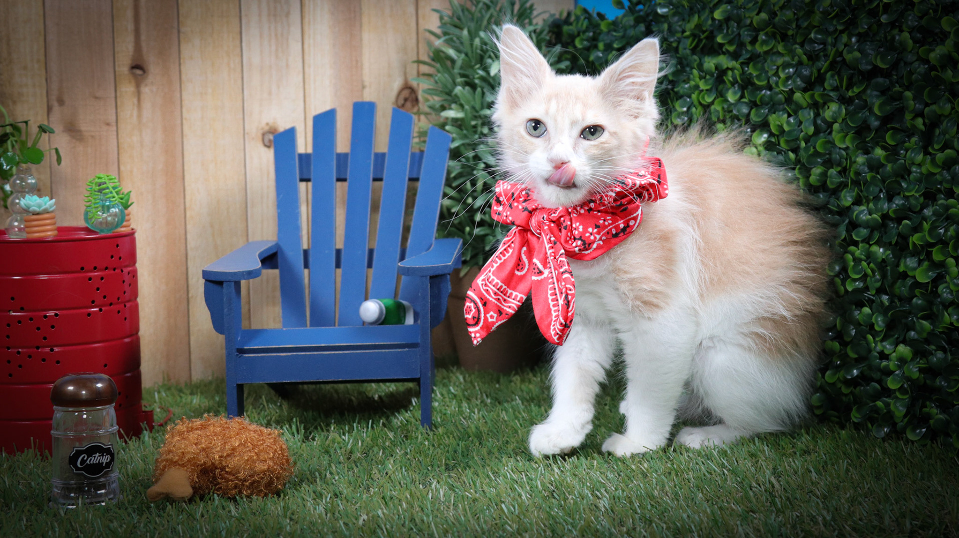 Frannie (F-DMH-Ginger/White)