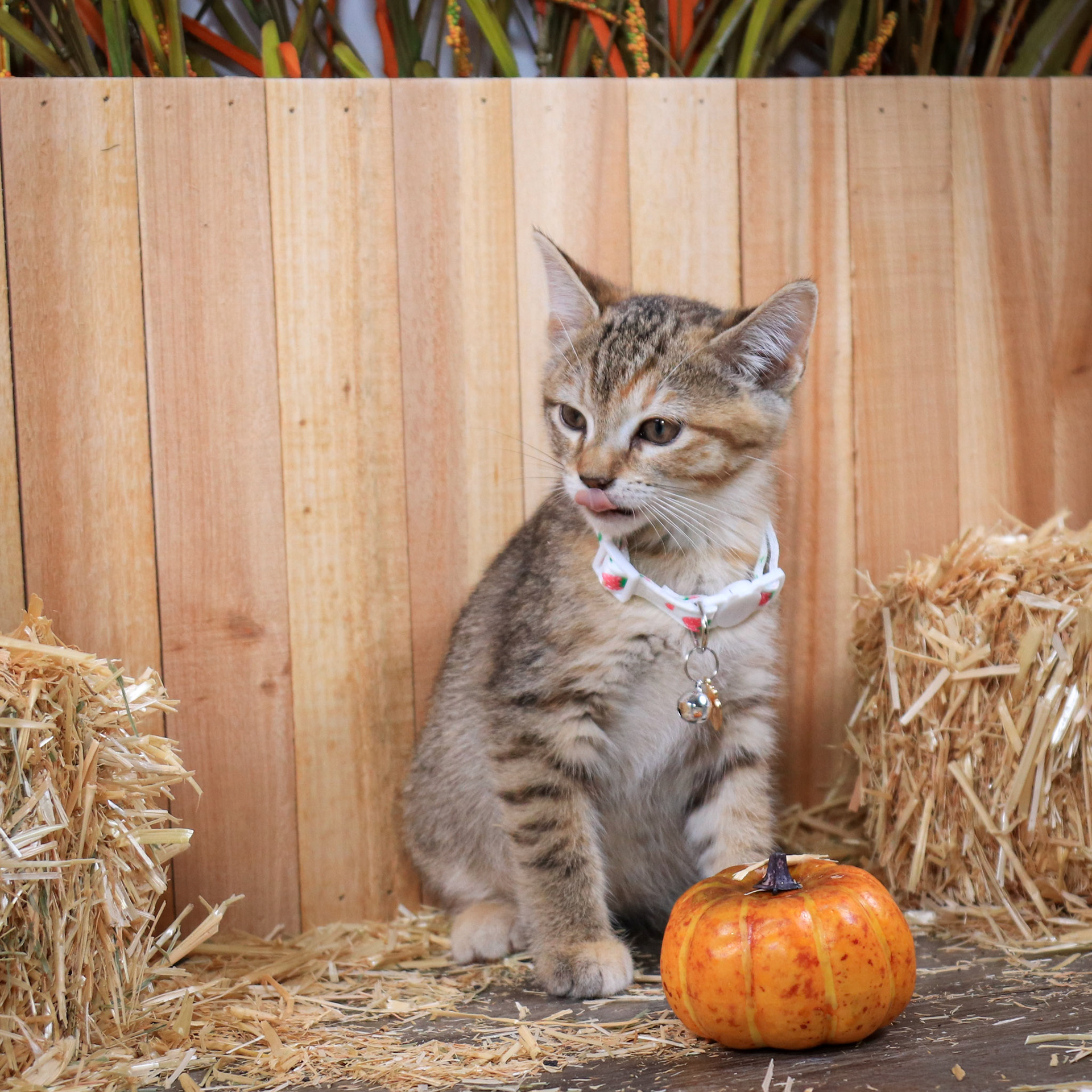 Furrari (F-DSH-Tabby)